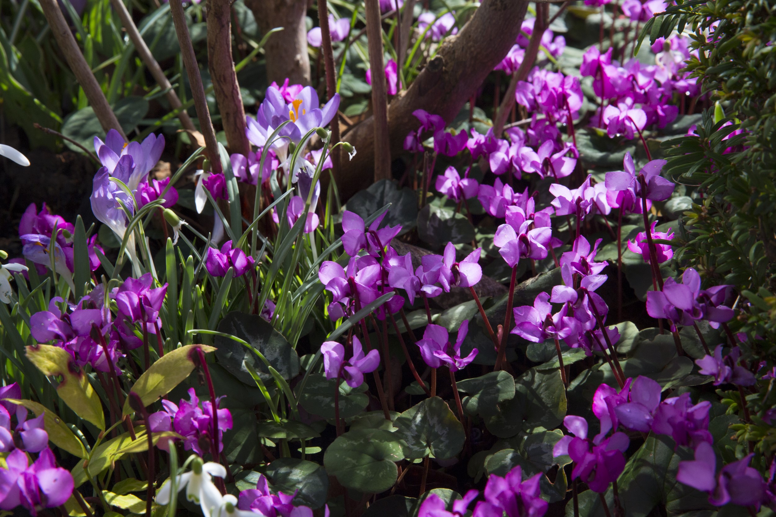 Purple cyclamen and crocuses in a garden HD Wallpaper