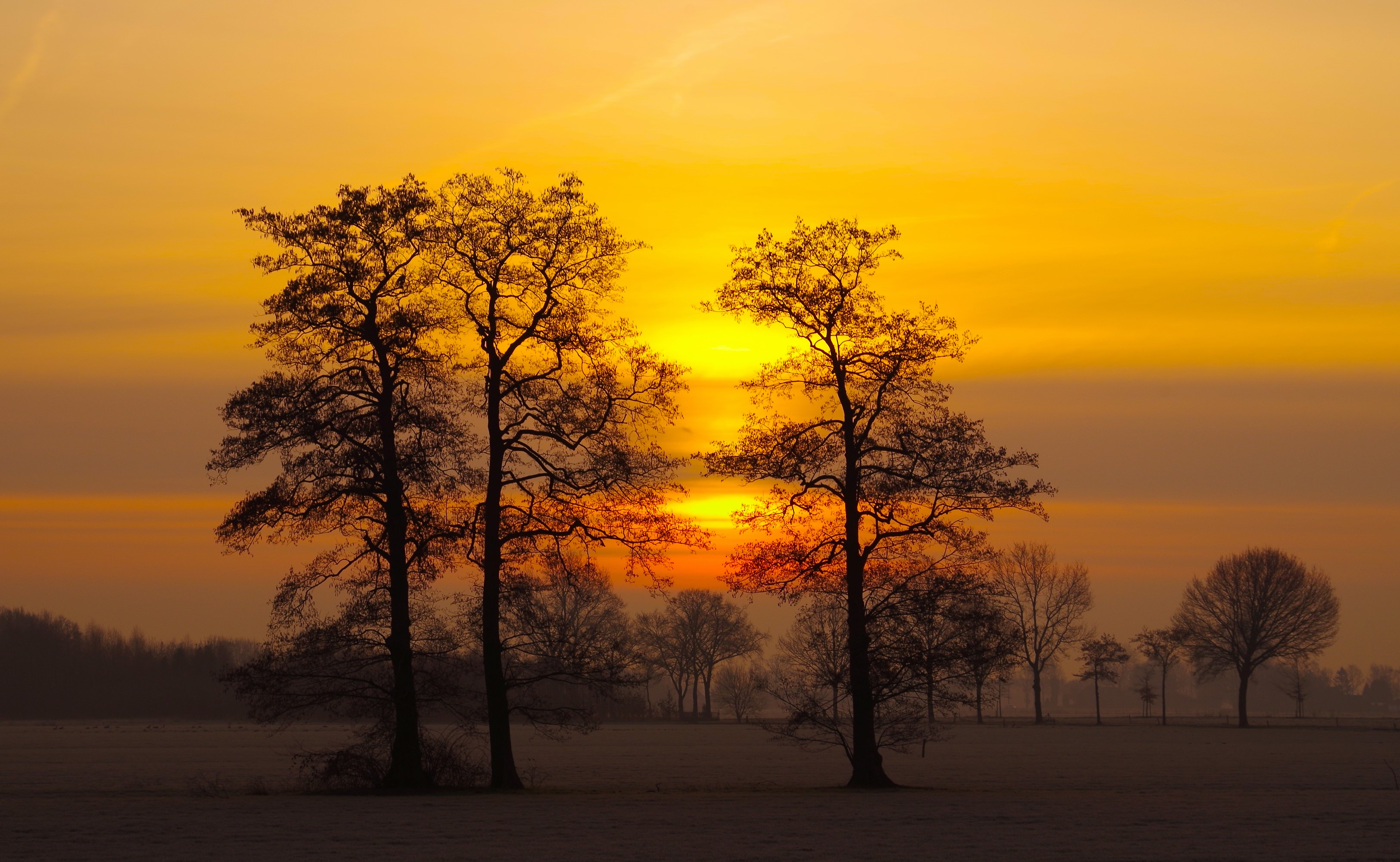 Trees silhouetted against a vibrant sunset HD Wallpaper