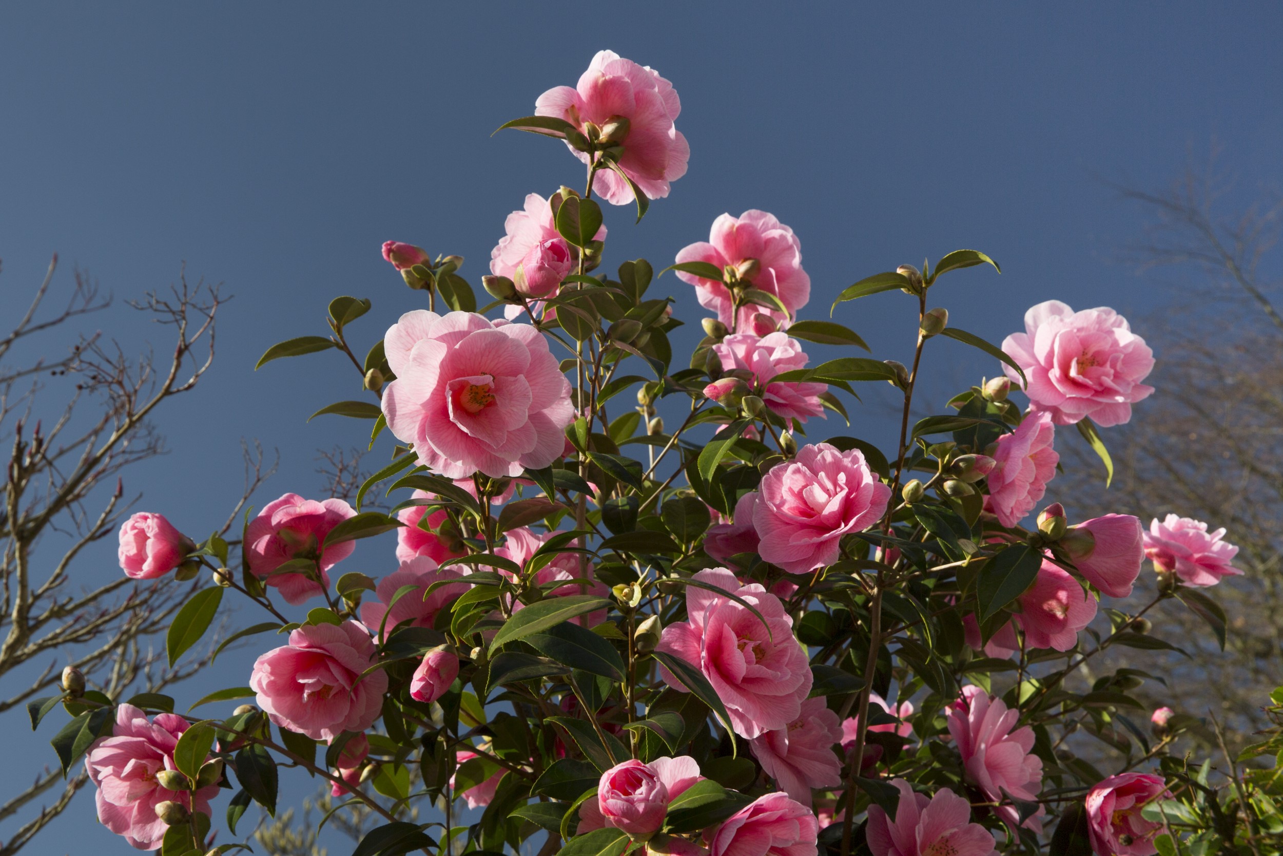 Pink Camellia Flowers Blooming Against a Blue Sky HD Wallpaper