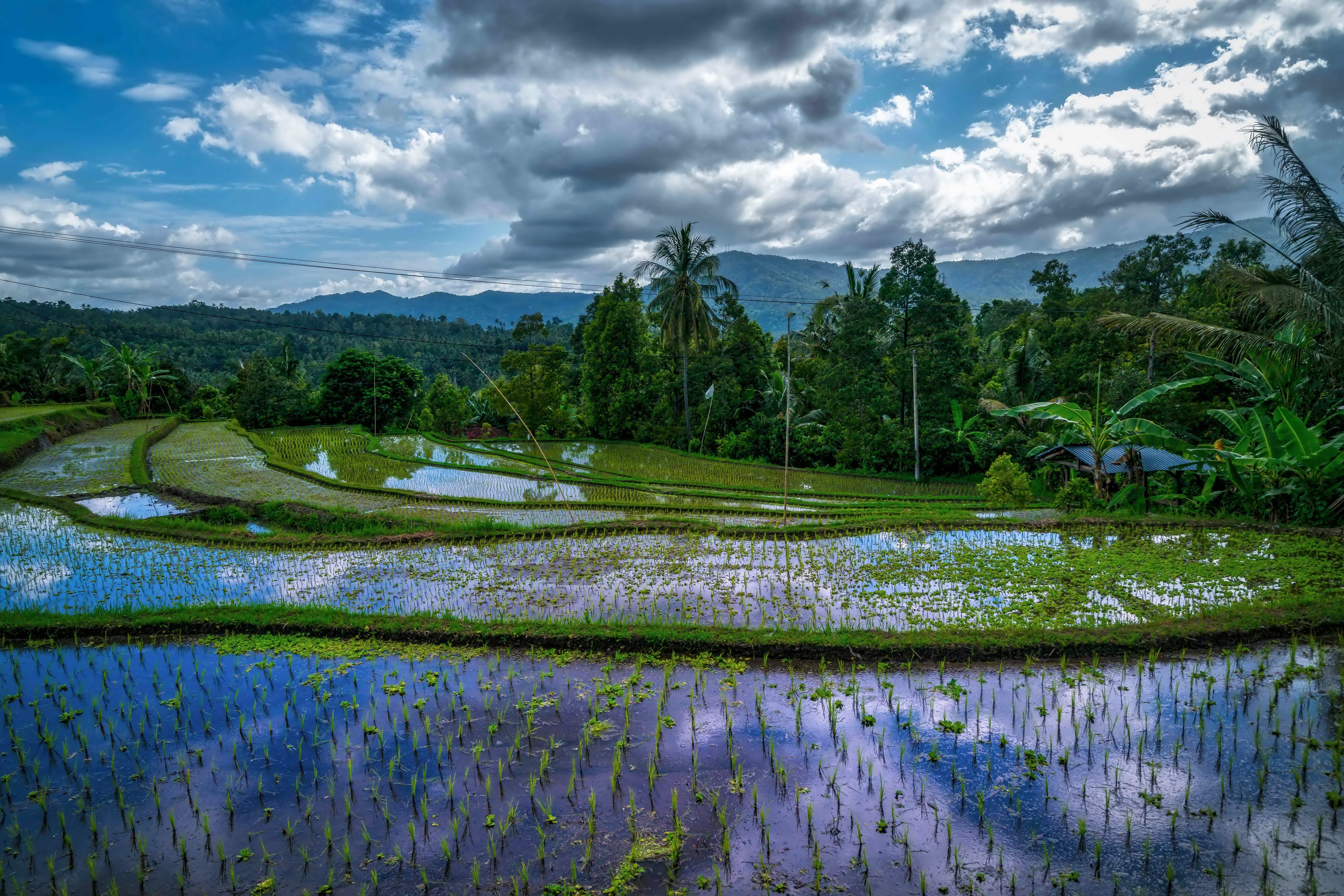 Rice fields in Bali, Indonesia with mountains and clouds HD Wallpaper