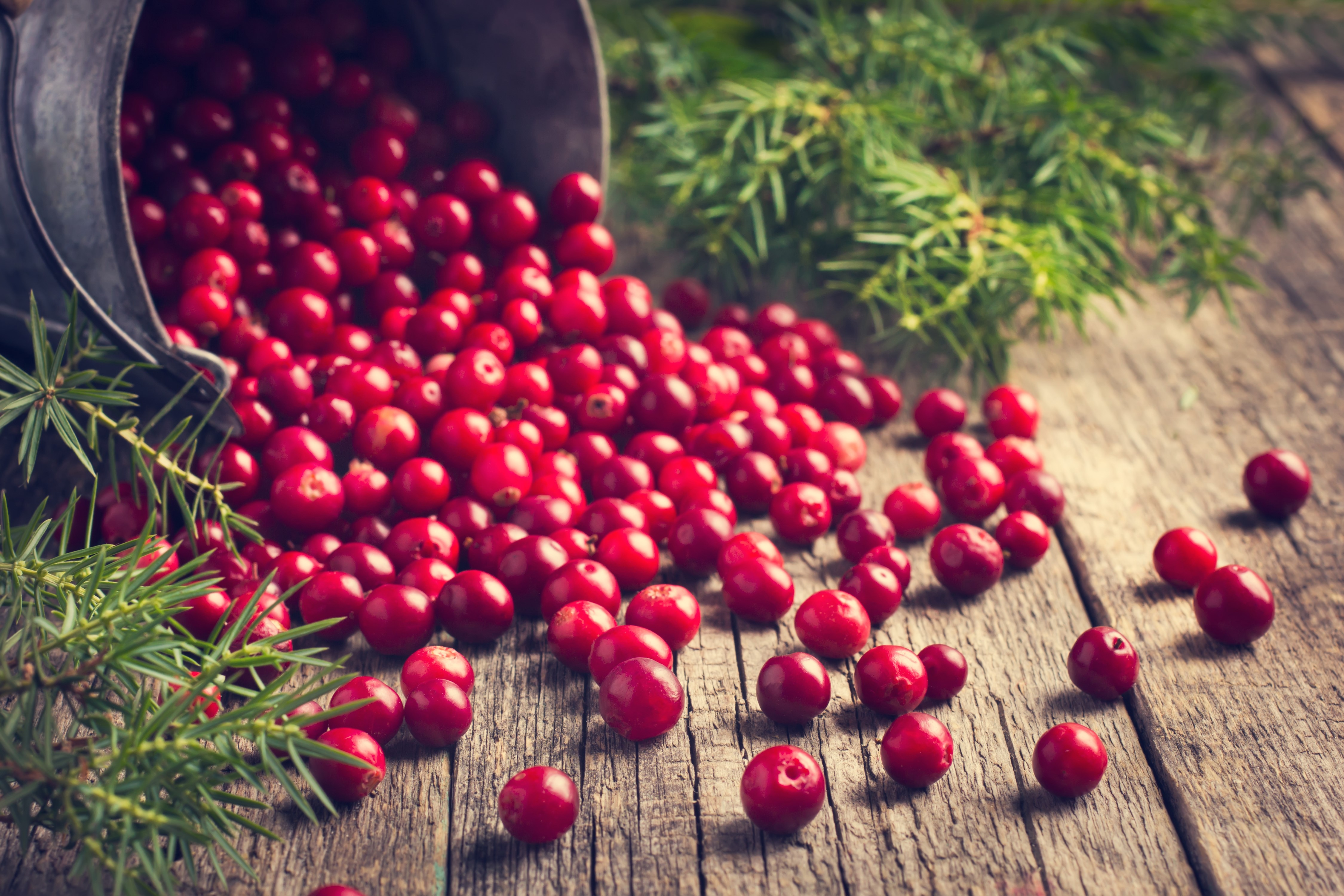 4K Cranberries and Juniper on Wood Planks HD Wallpaper