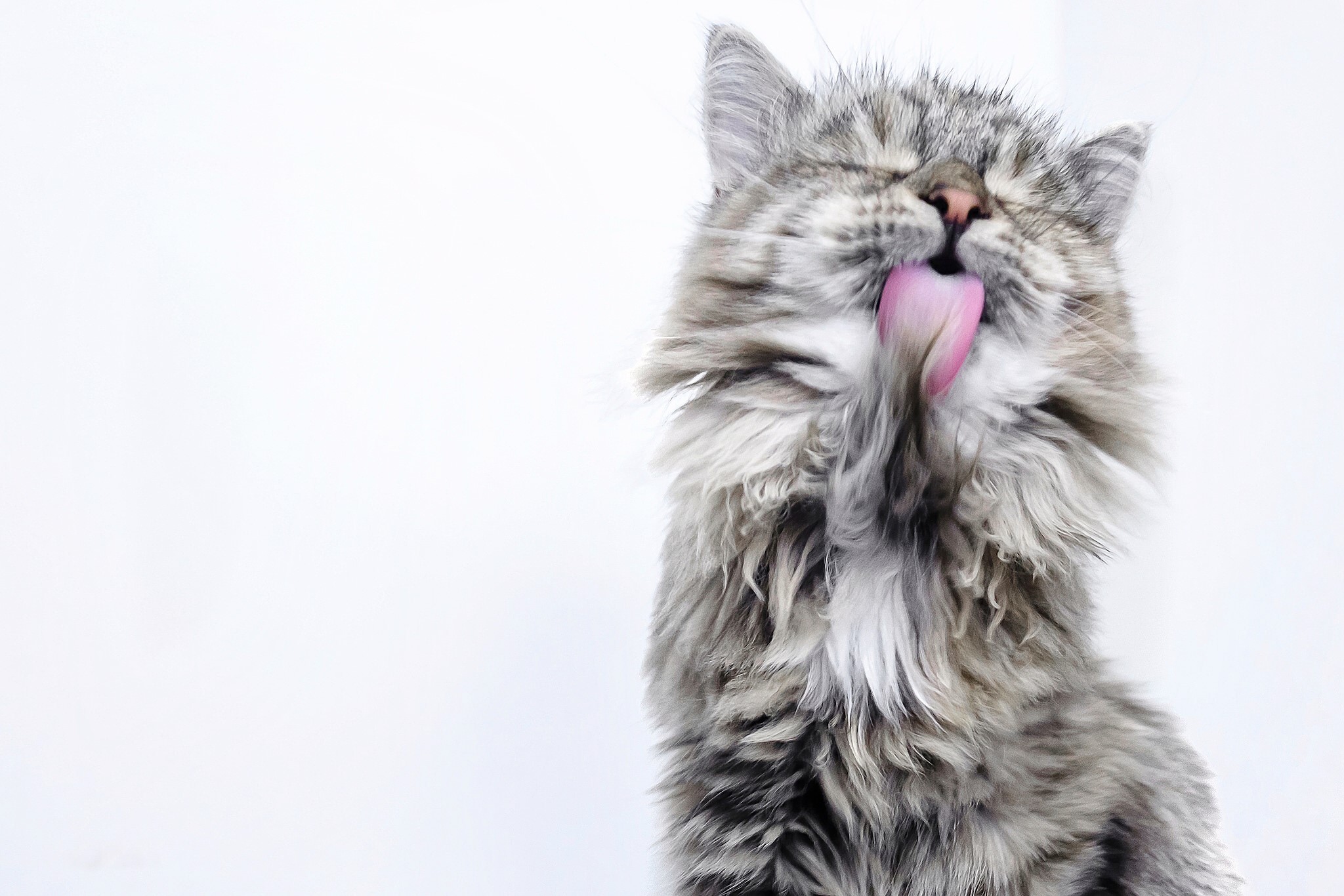 Fluffy cat licking its paw HD Wallpaper