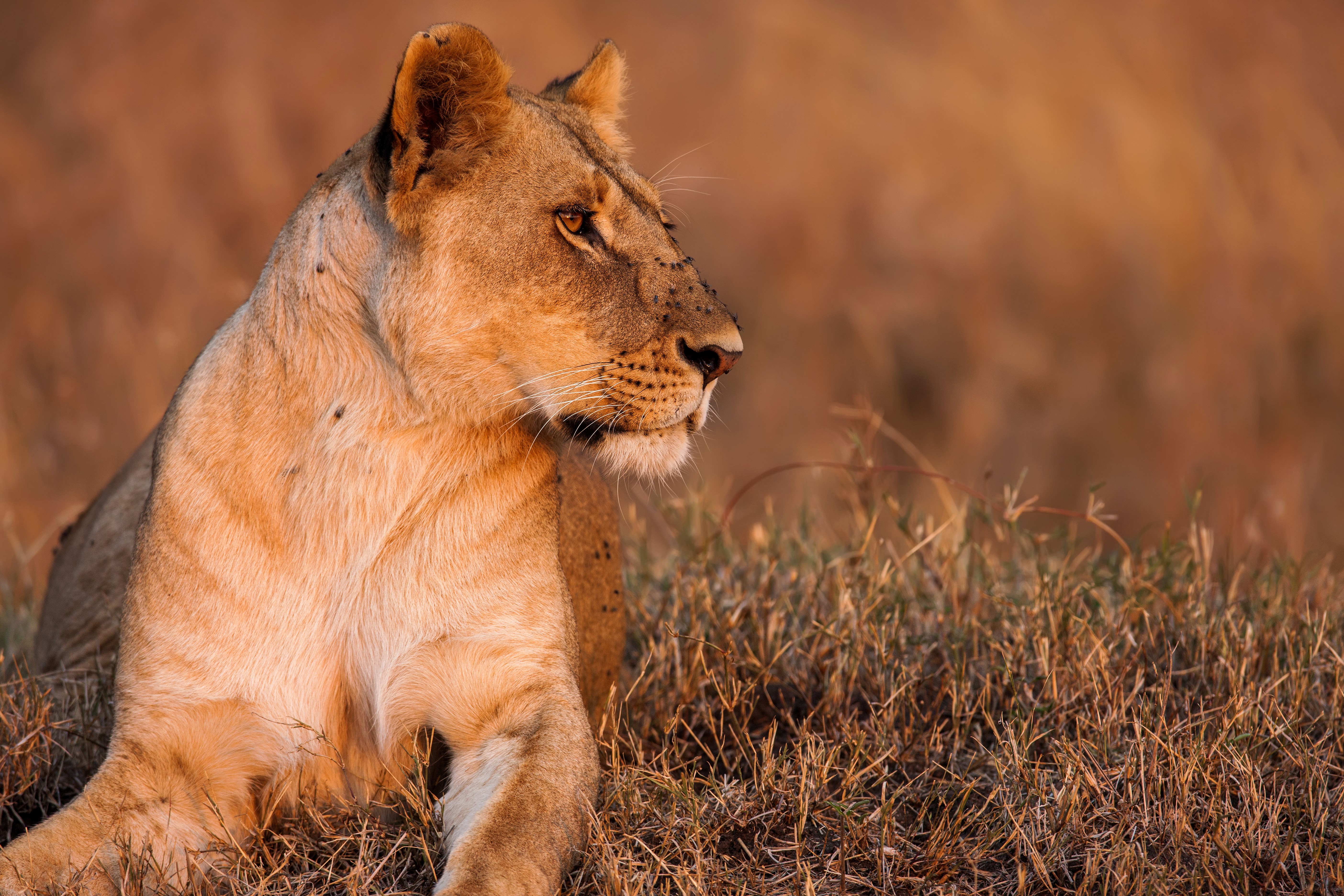 Lioness in the Savannah at Sunset HD Wallpaper