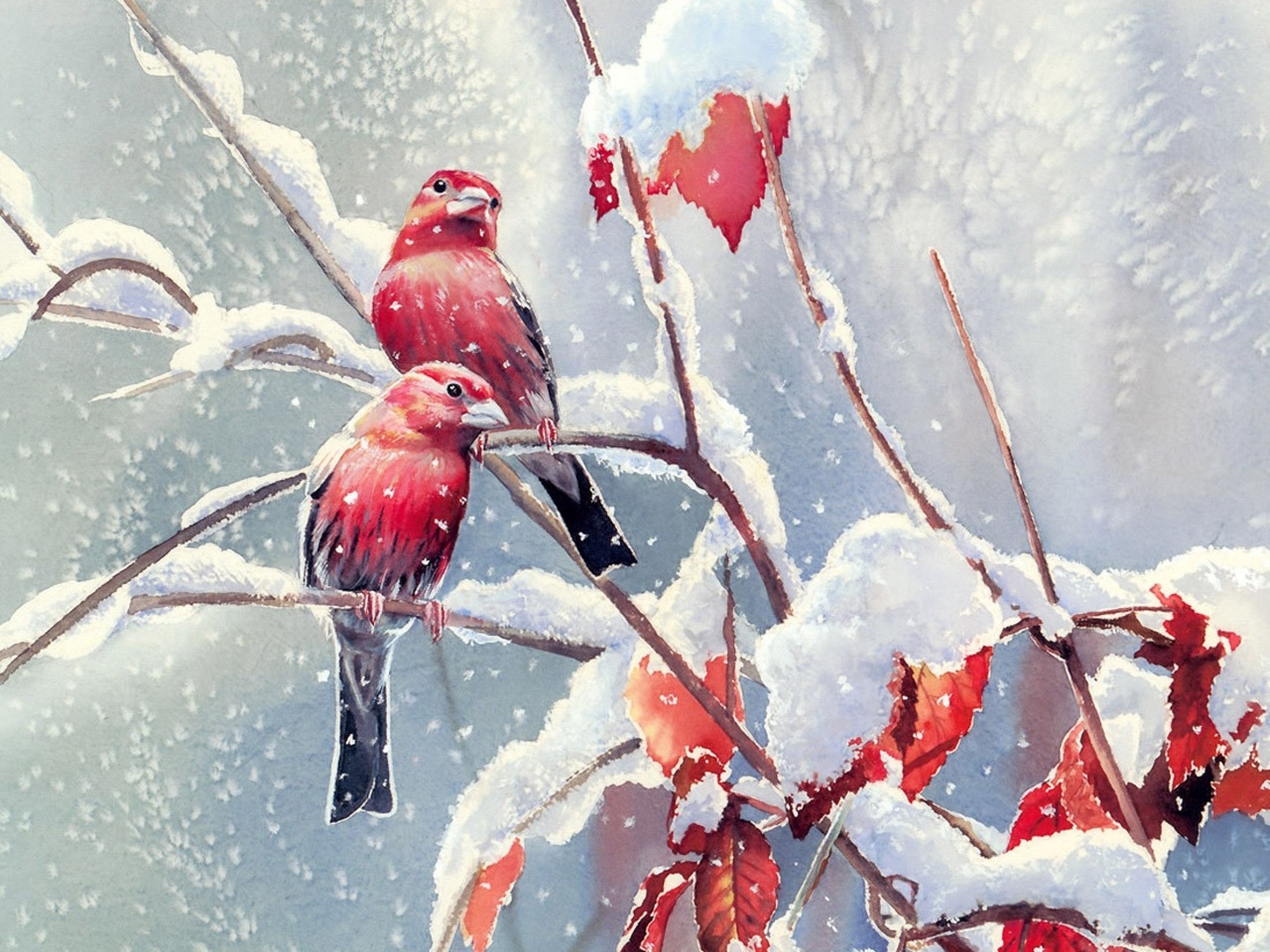 Two red birds on snow-covered branches HD Wallpaper