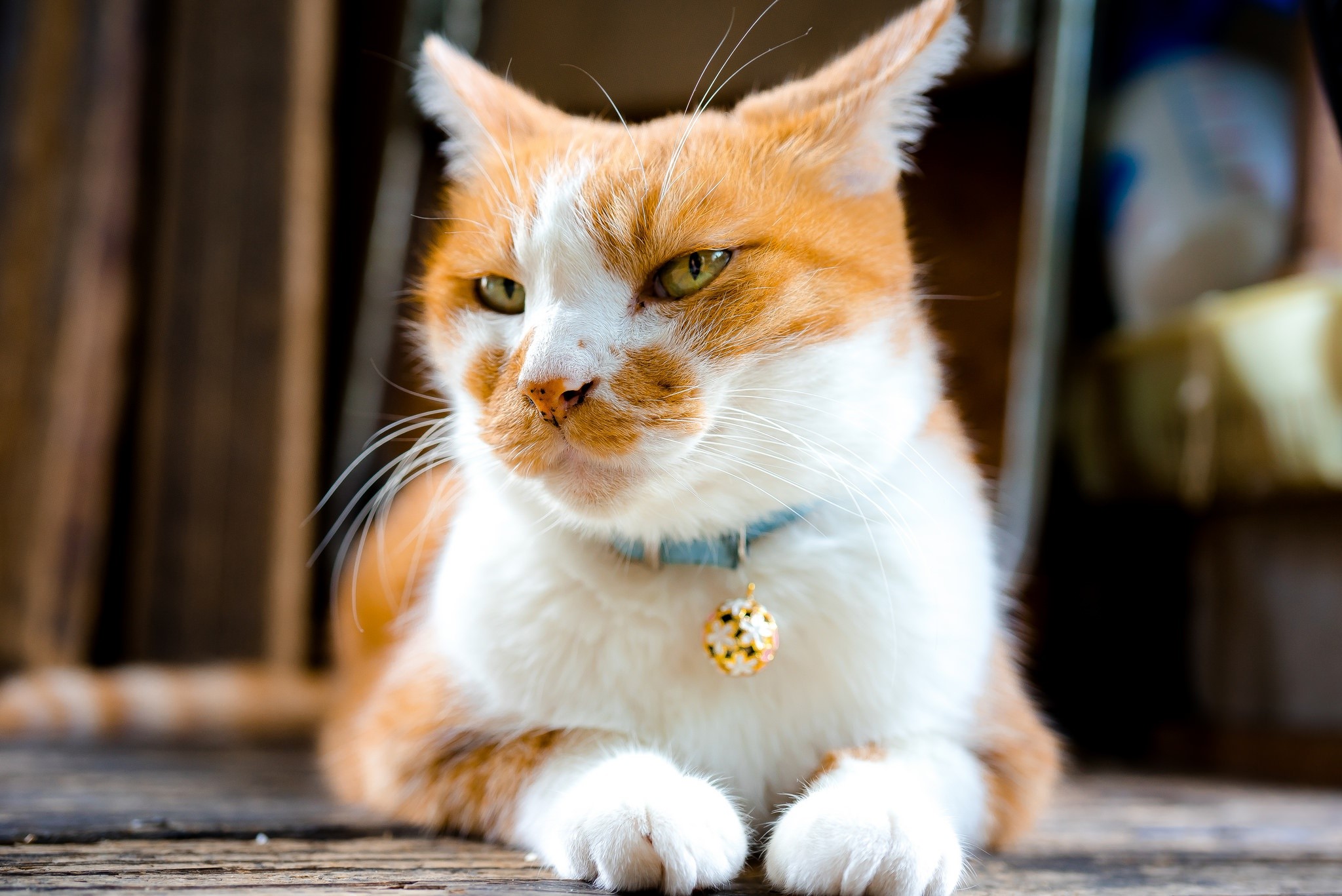 Orange and white cat with blue collar HD Wallpaper