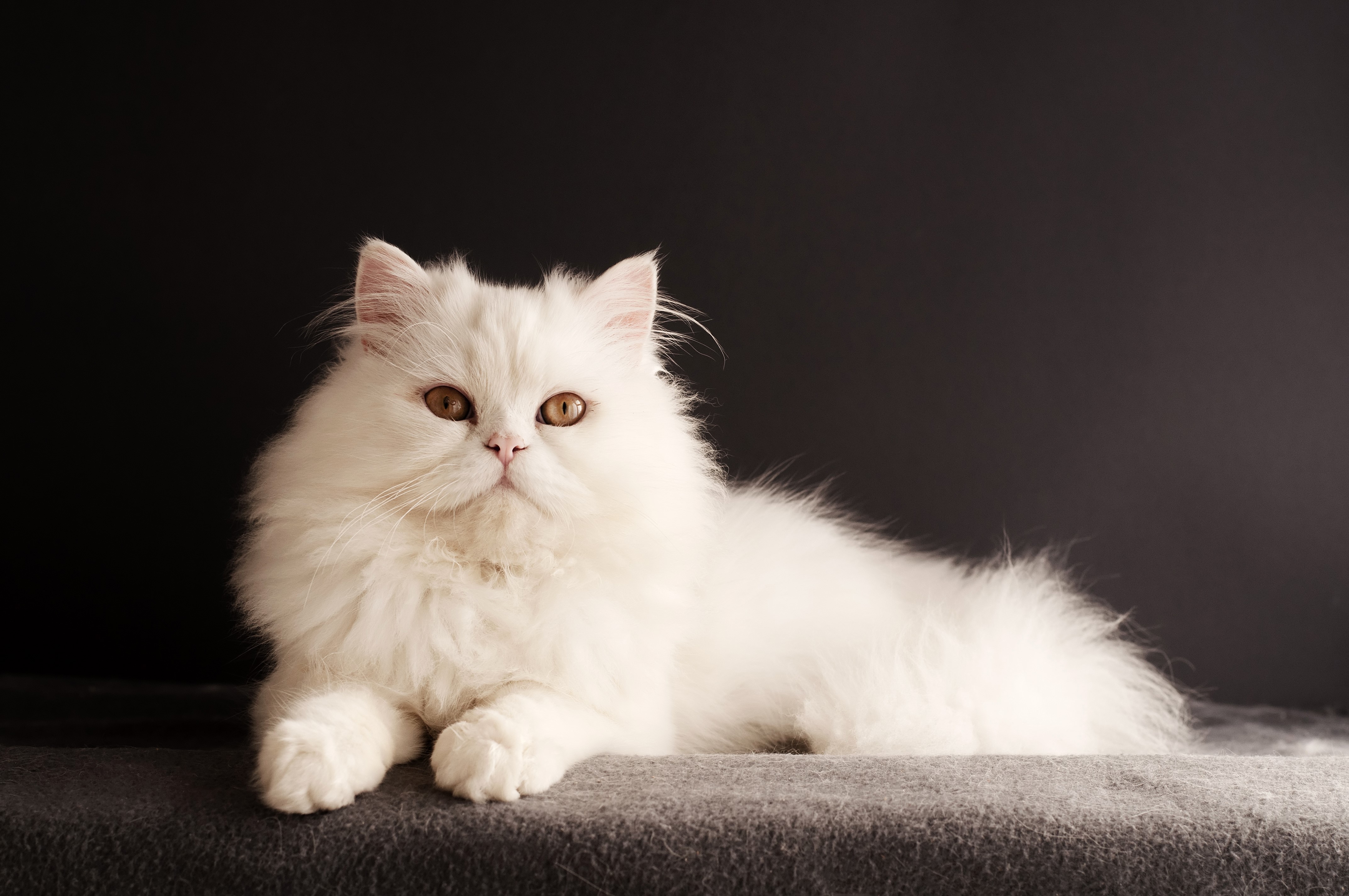 White Persian Cat on Black Background HD Wallpaper