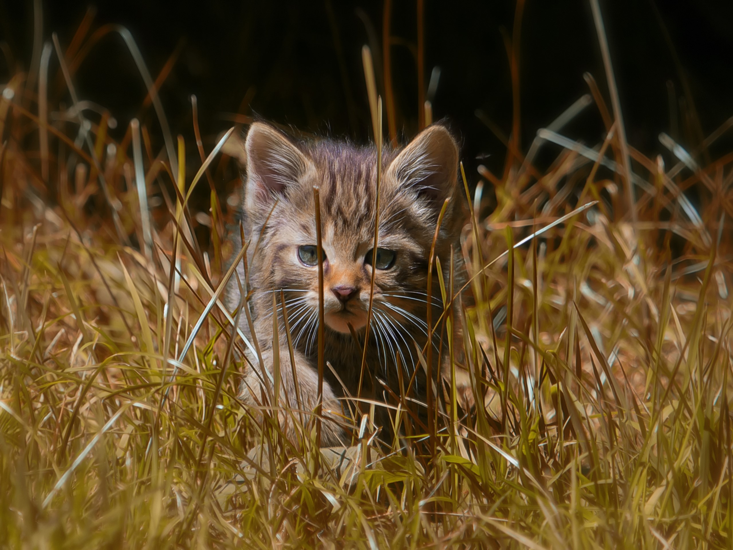 Kitten peeking through tall grass HD Wallpaper