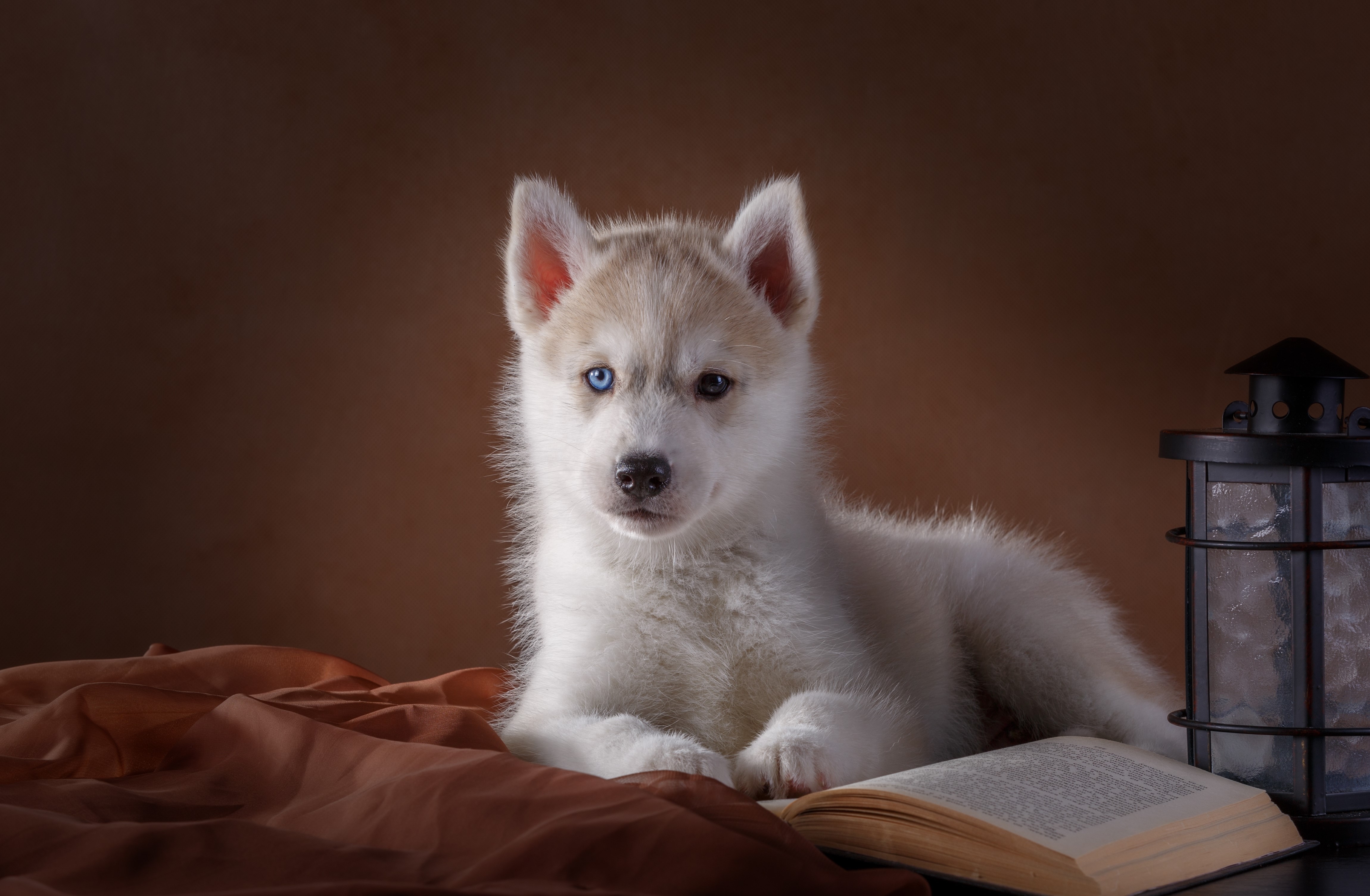 Husky Puppy with Blue and Brown Eyes by Lantern HD Wallpaper
