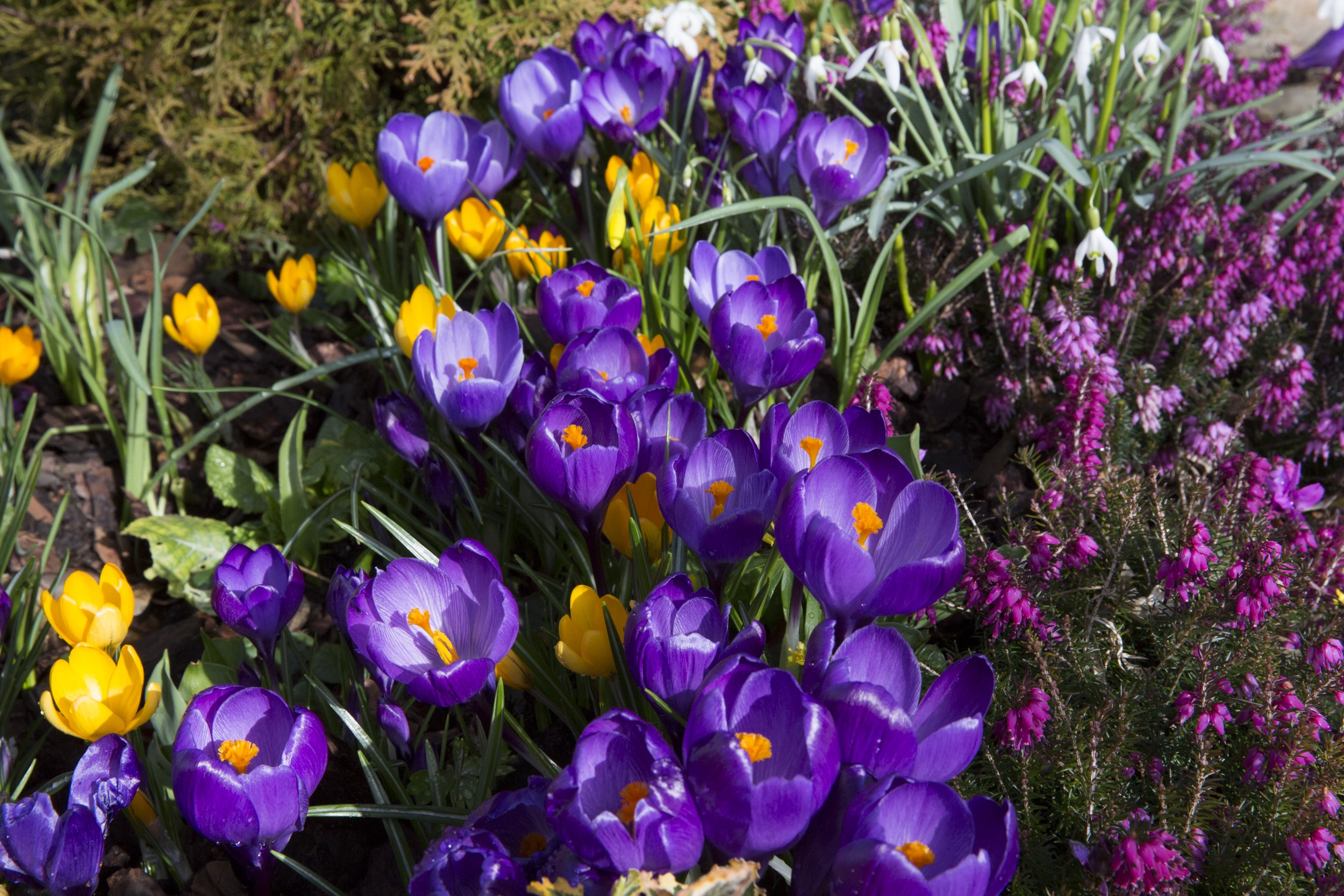 Purple and yellow crocuses in a garden HD Wallpaper