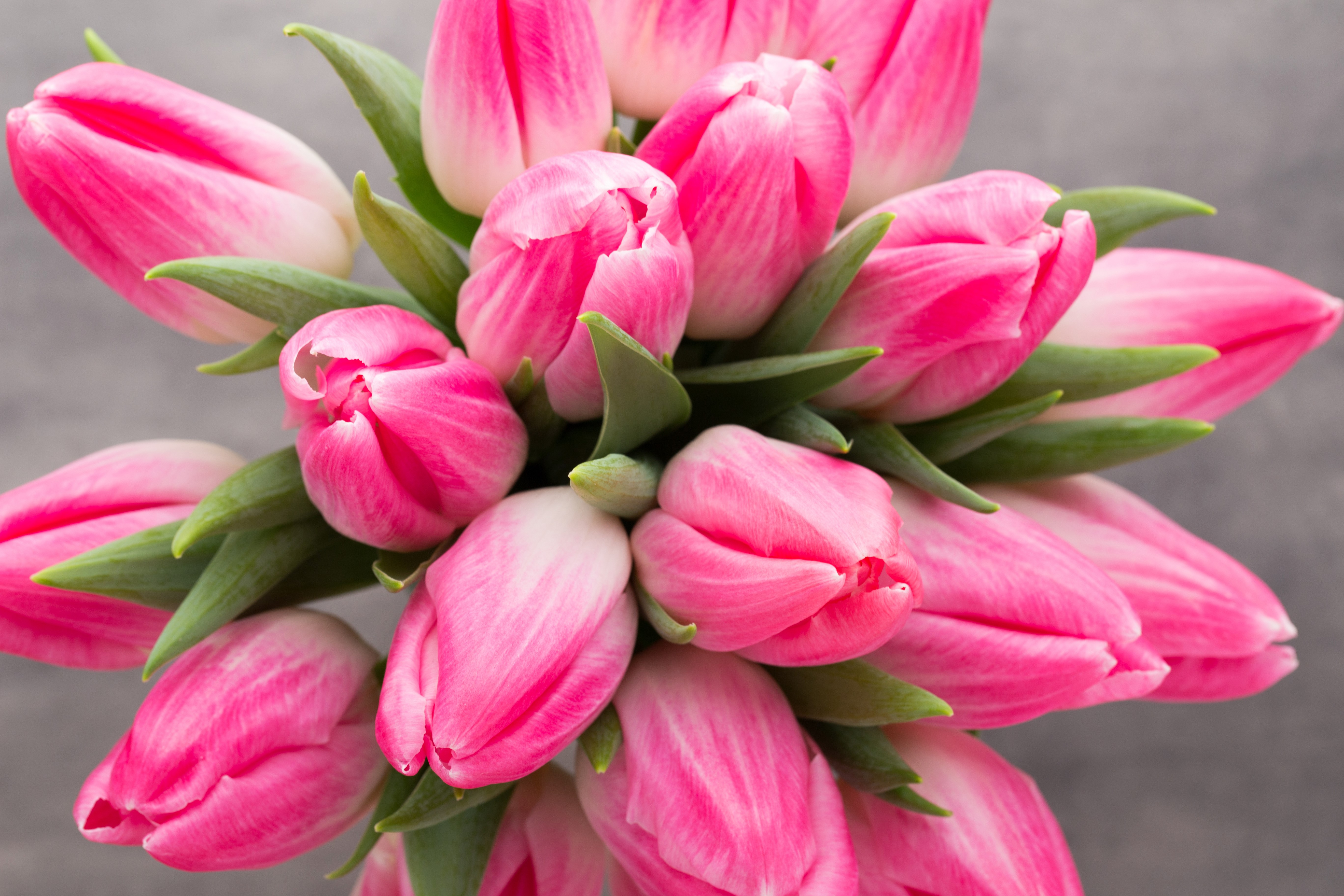 Pink Tulips Closeup HD Wallpaper
