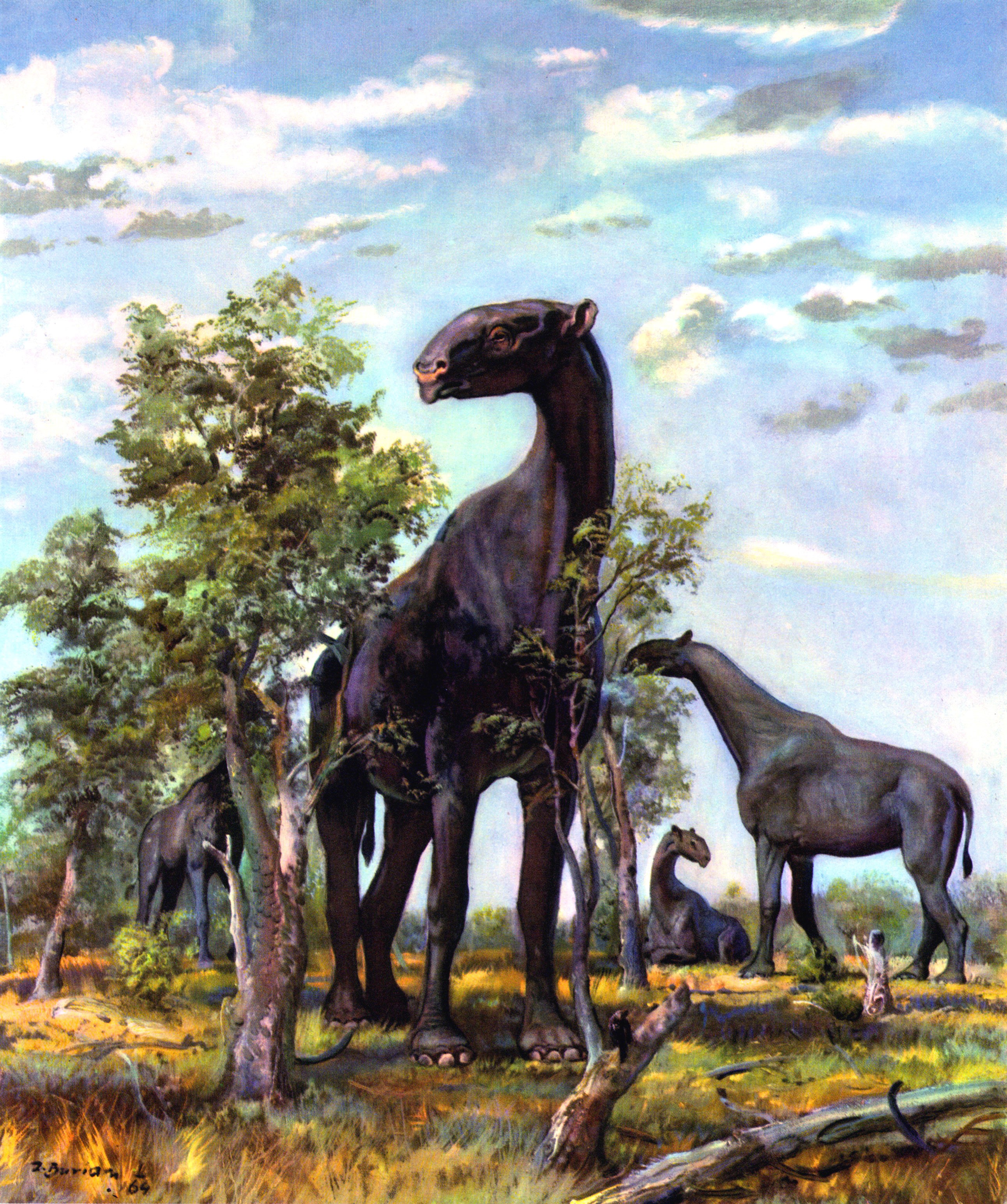 Indricotherium by Zdenek Burian HD Wallpaper