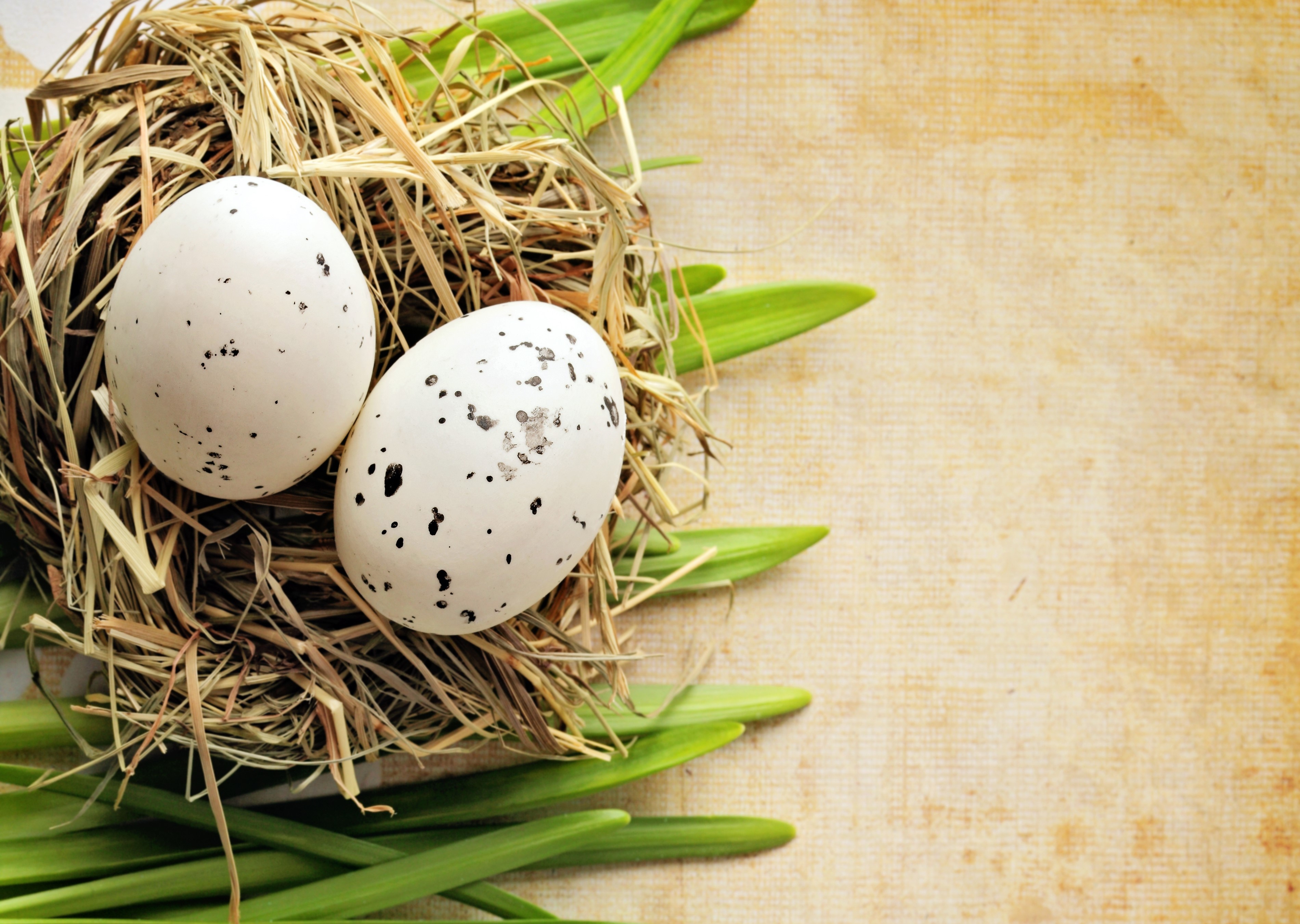 Easter eggs in a nest with green leaves HD Wallpaper