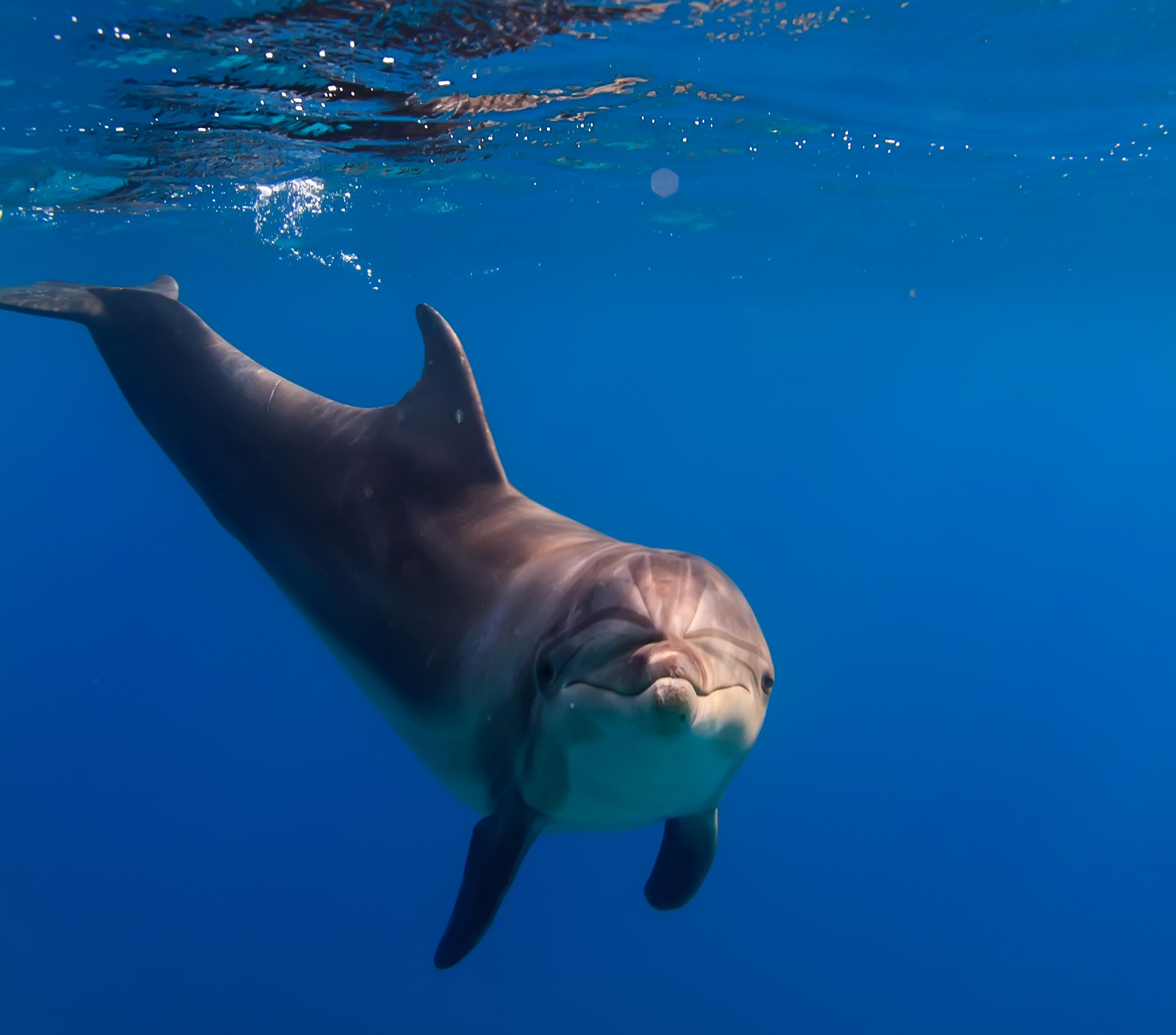 Dolphin swimming in blue ocean water HD Wallpaper