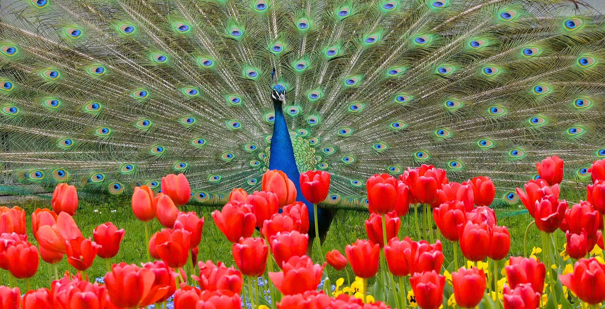 Peacock displaying feathers in front of red tulips HD Wallpaper