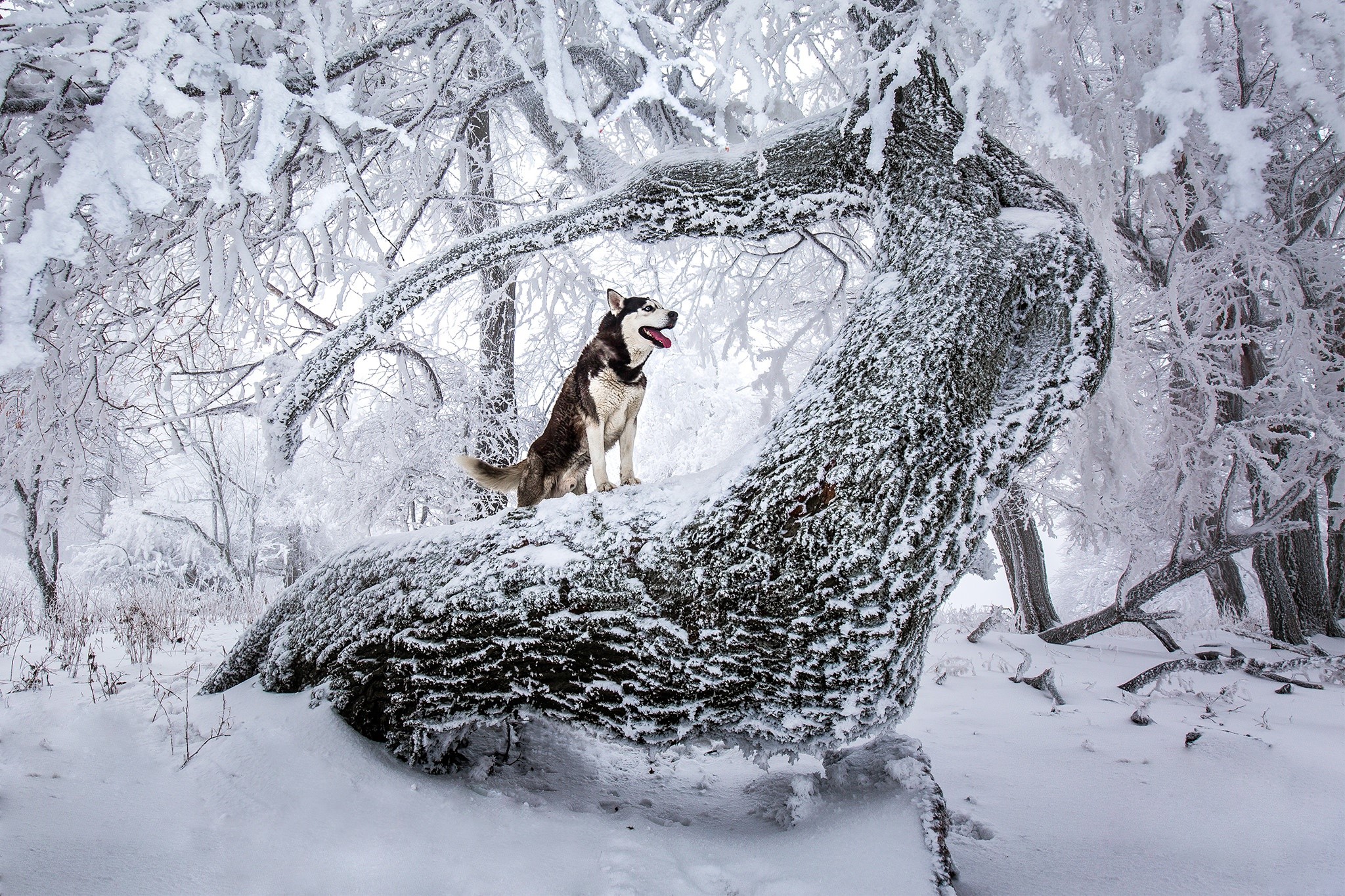 Husky dog sitting on a snow-covered tree trunk in a winter forest HD Wallpaper
