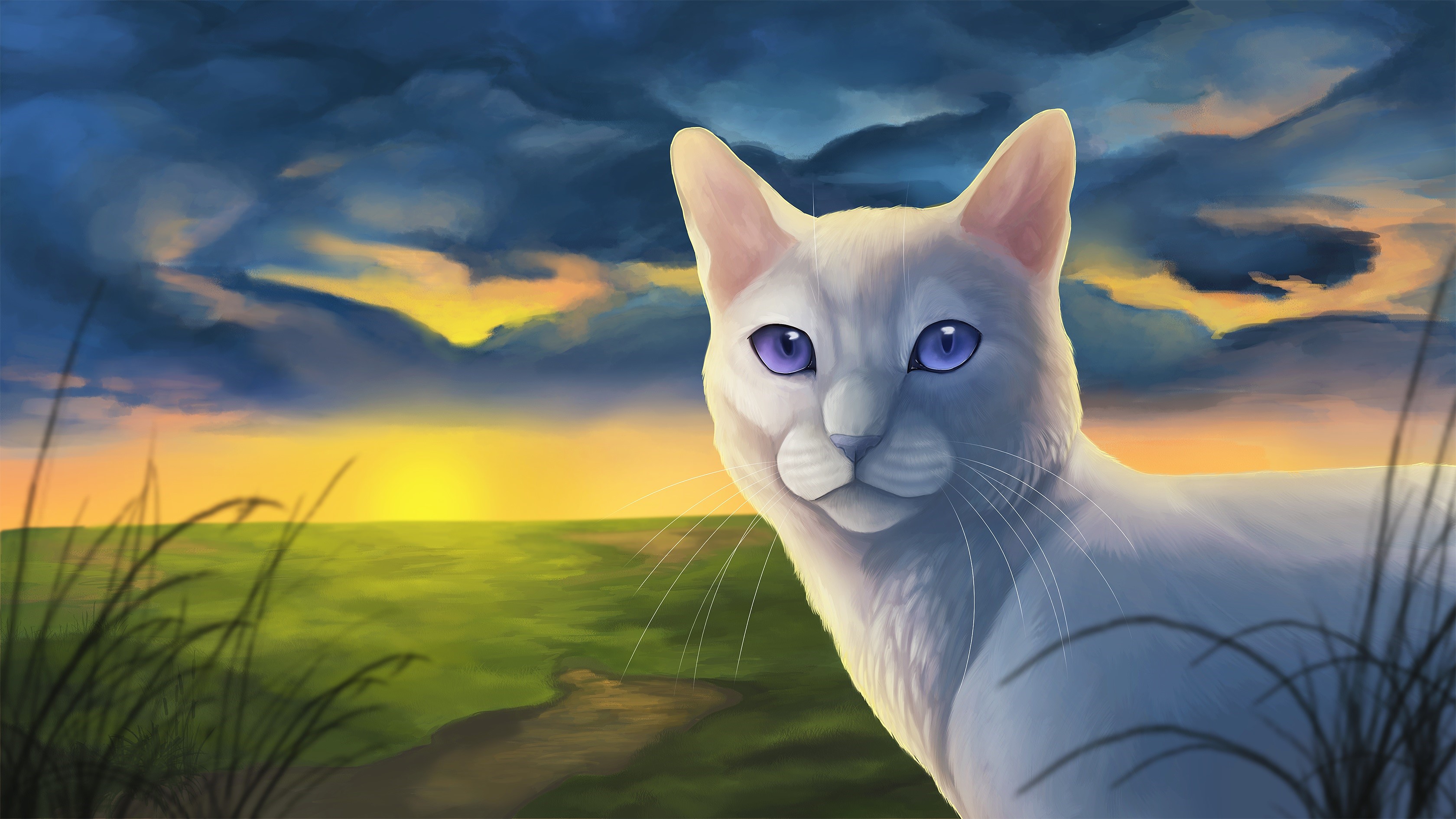 White cat with blue eyes at sunset HD Wallpaper