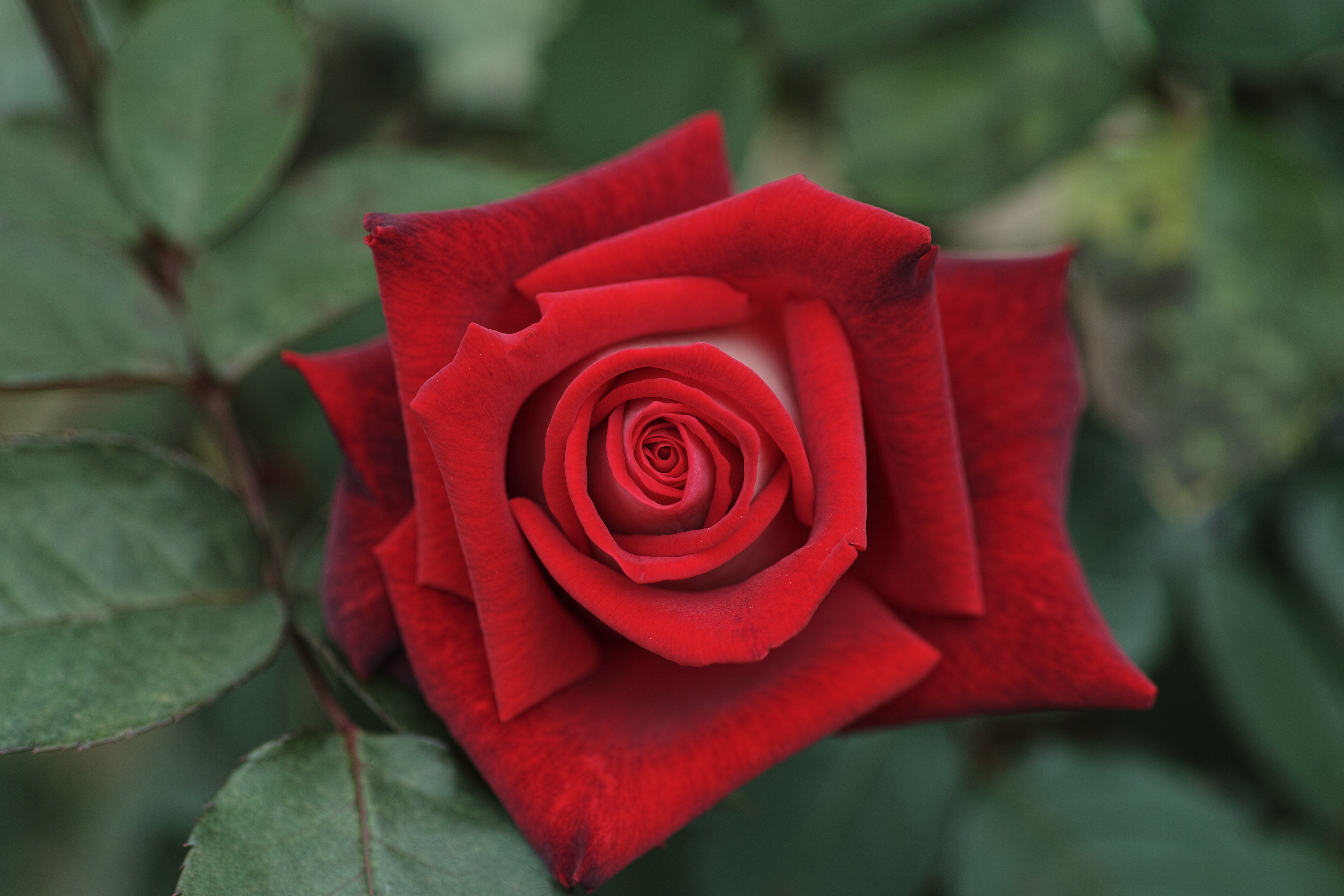 Red Rose Closeup HD Wallpaper