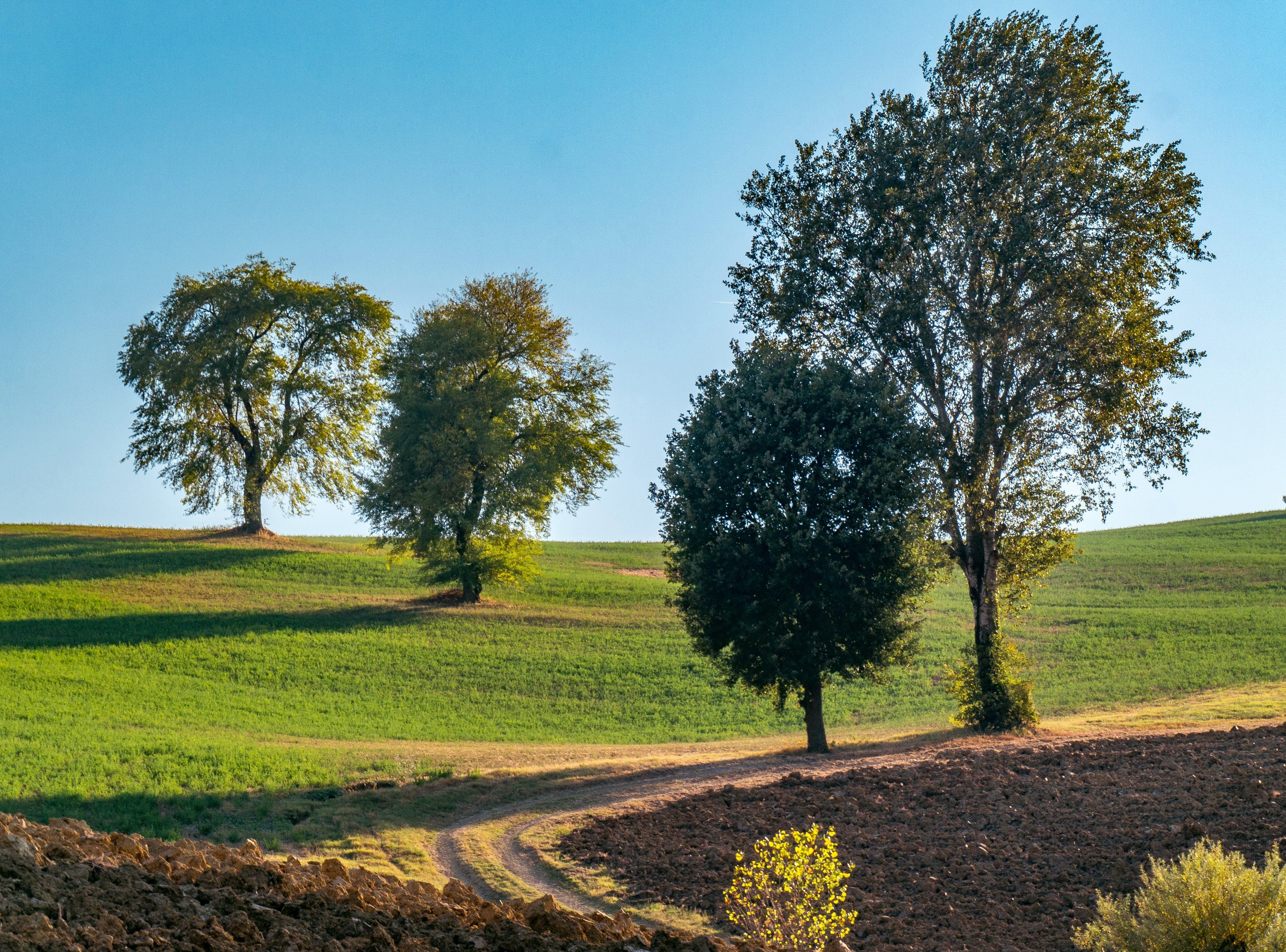 Rolling green hills with trees and a dirt path HD Wallpaper