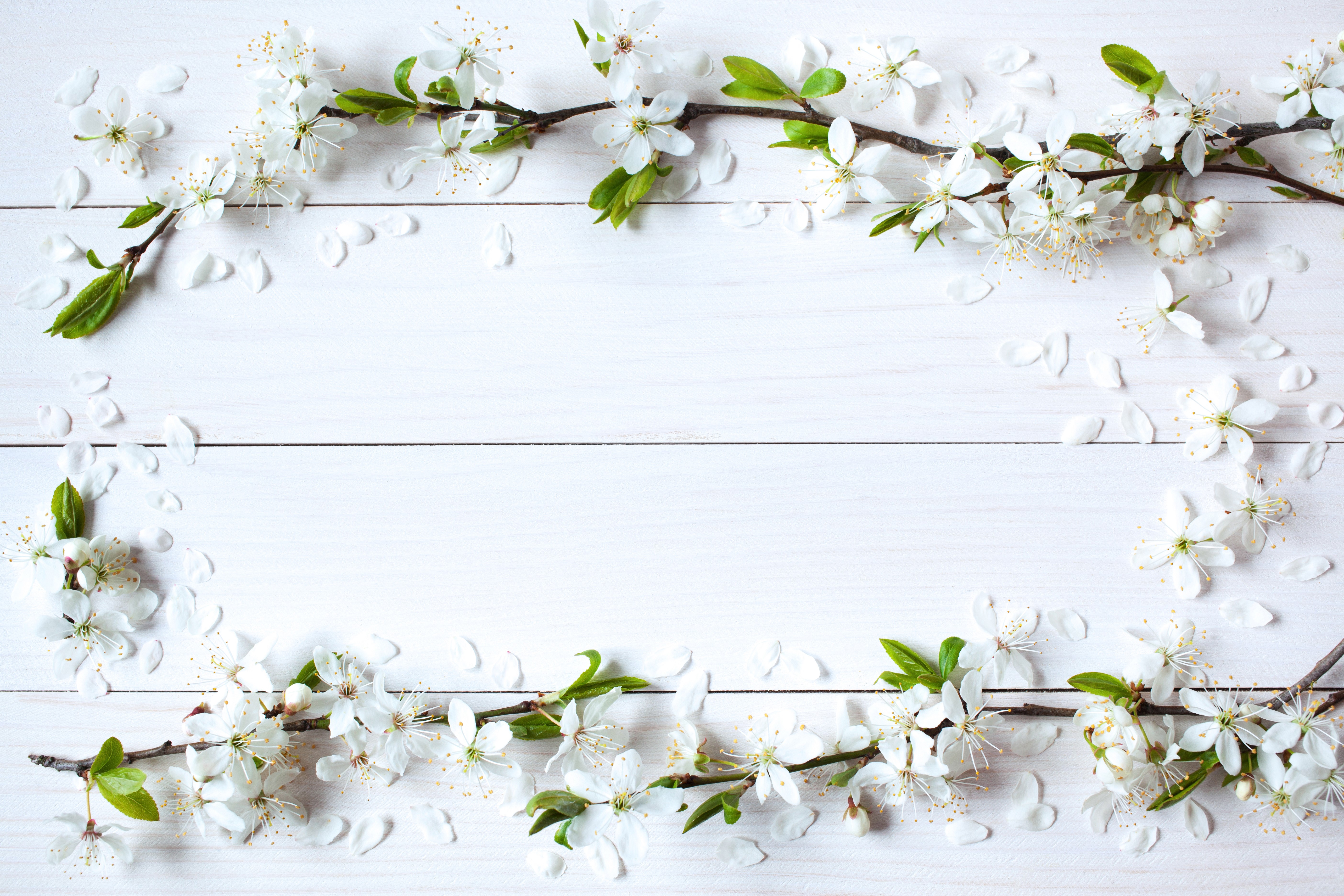 White Cherry Blossoms on White Wood Planks HD Wallpaper