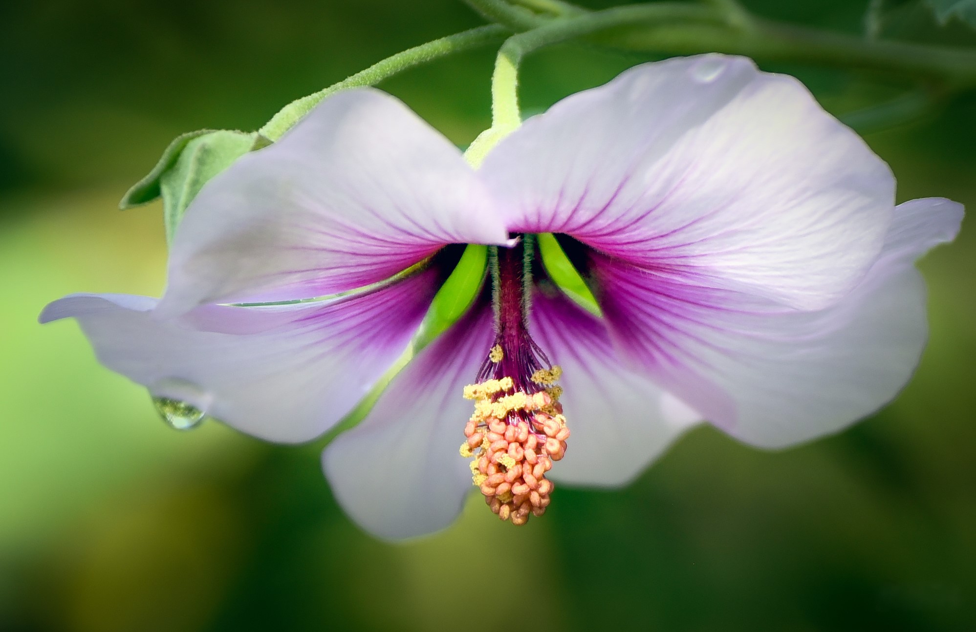 Close-up of a white and purple flower with a water droplet HD Wallpaper