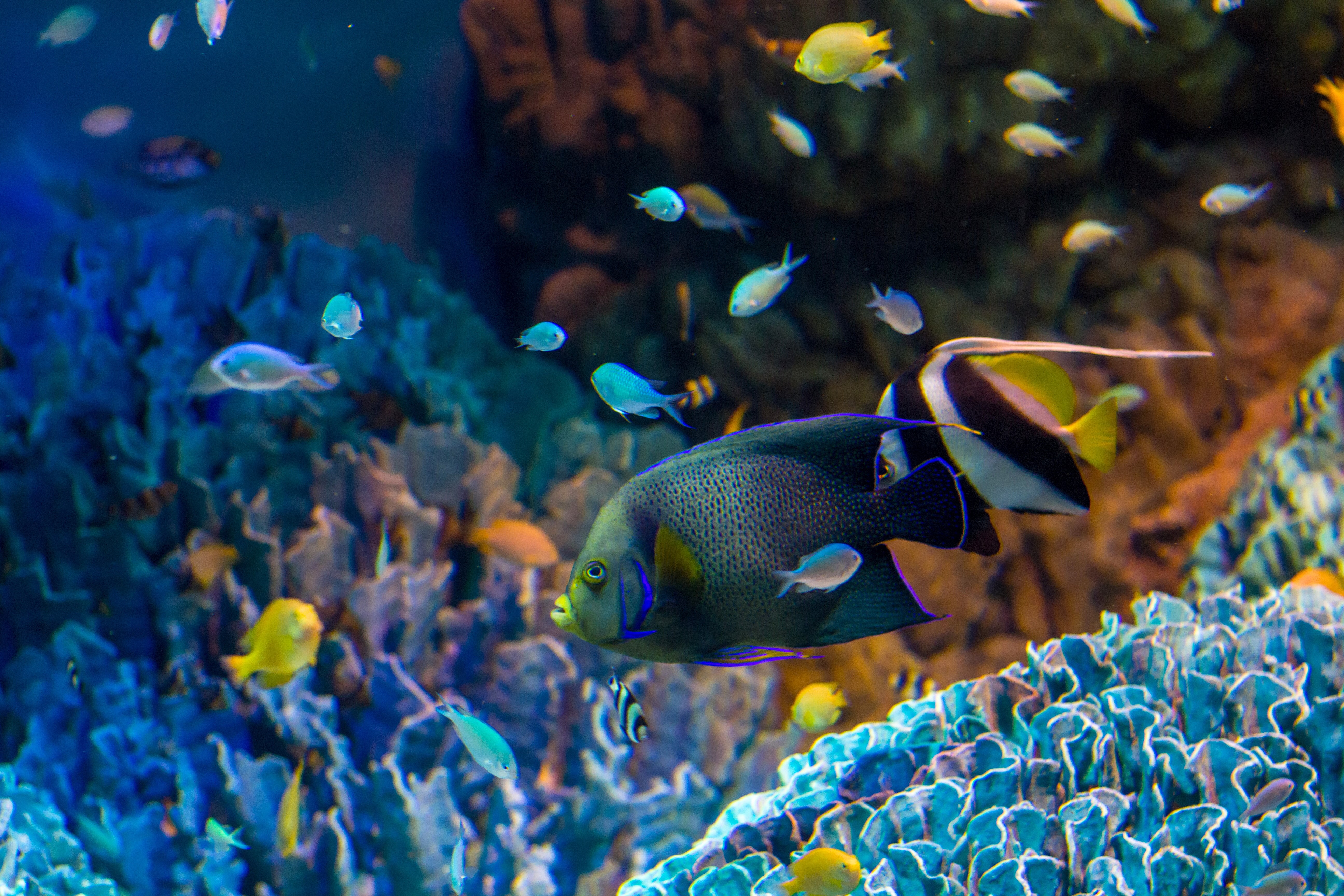 Fish and Corals in Underwater World HD Wallpaper