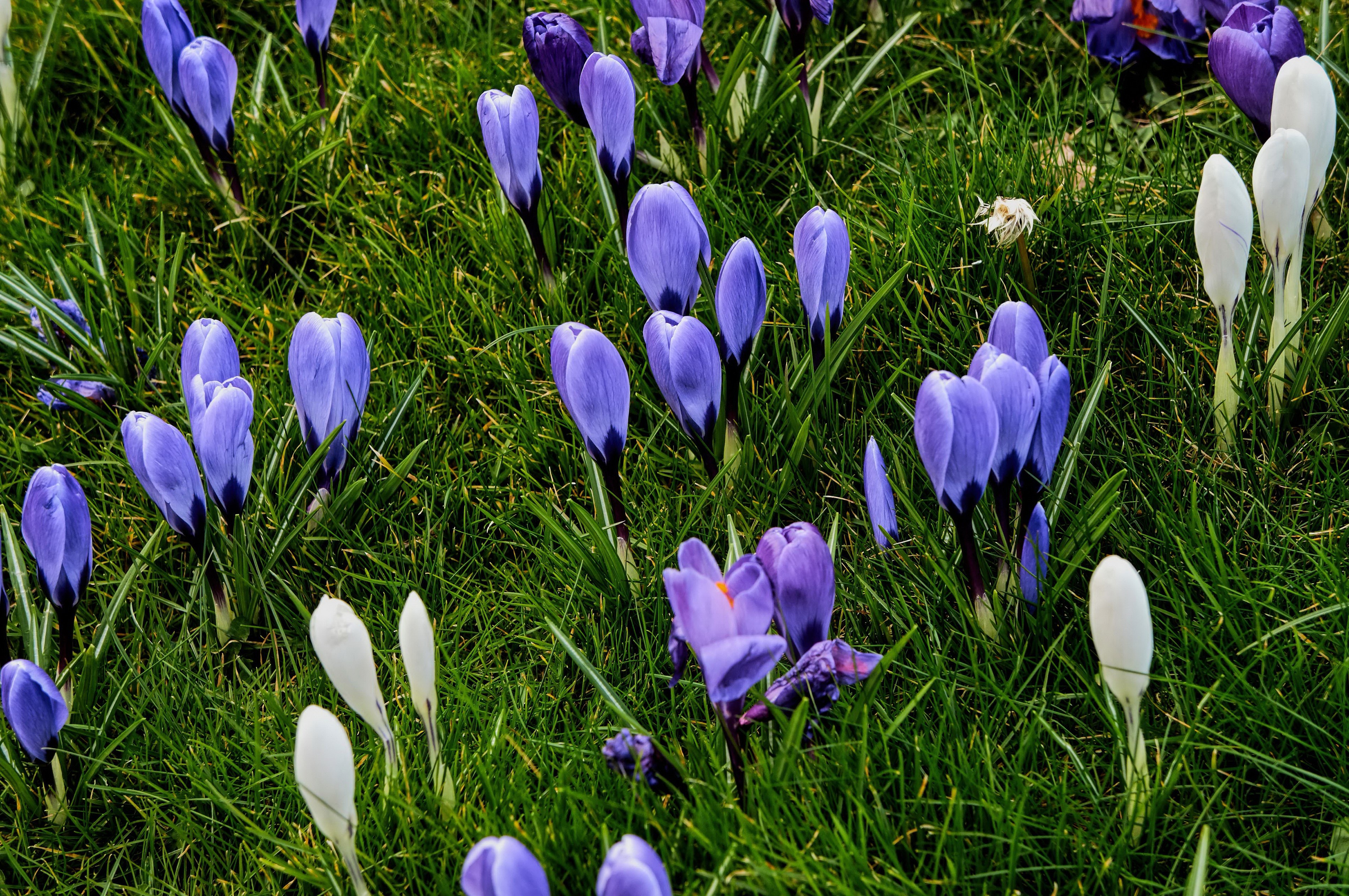 Purple and white crocuses in green grass HD Wallpaper