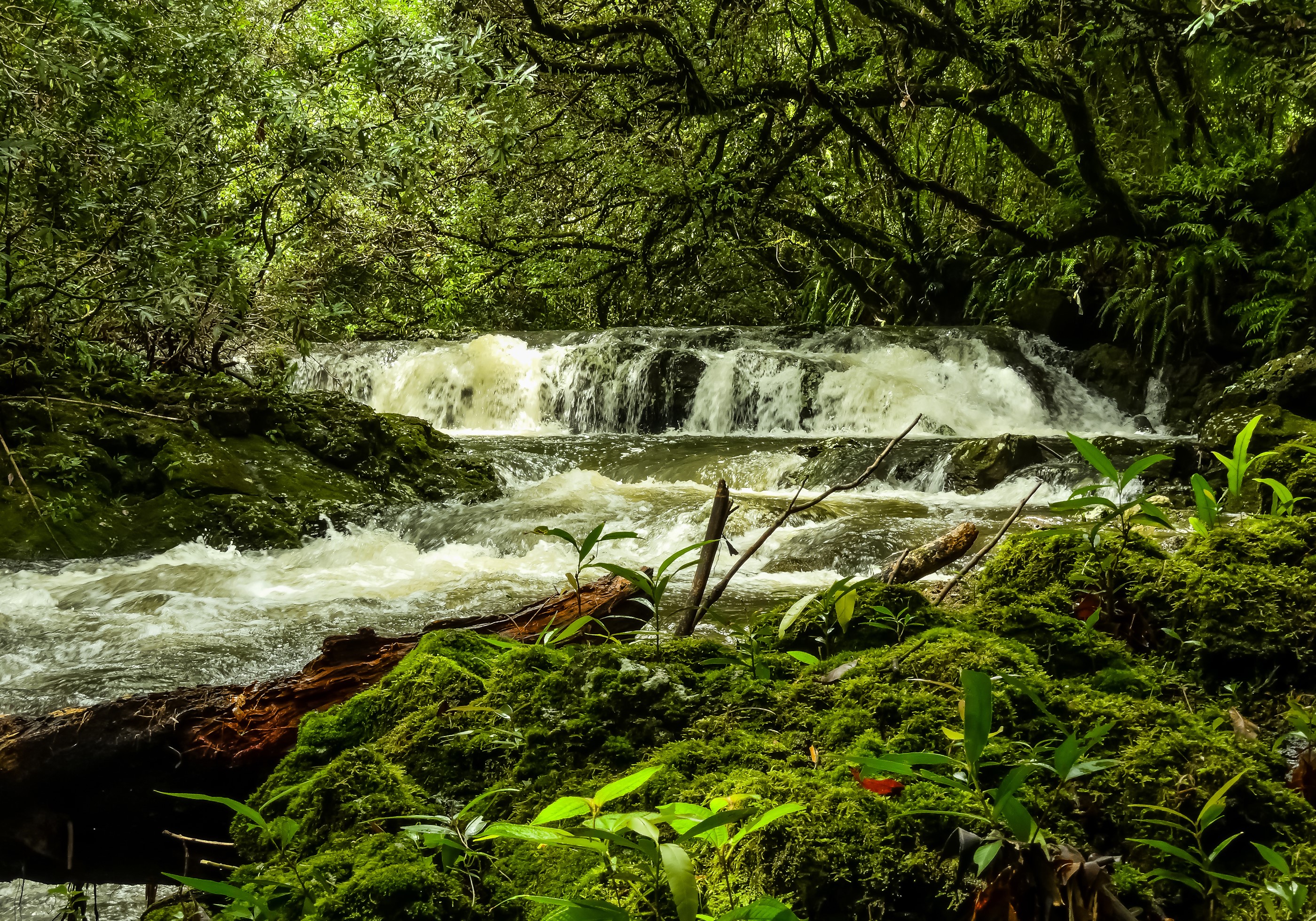 Waterfall in a mossy forest on Reunion Island HD Wallpaper