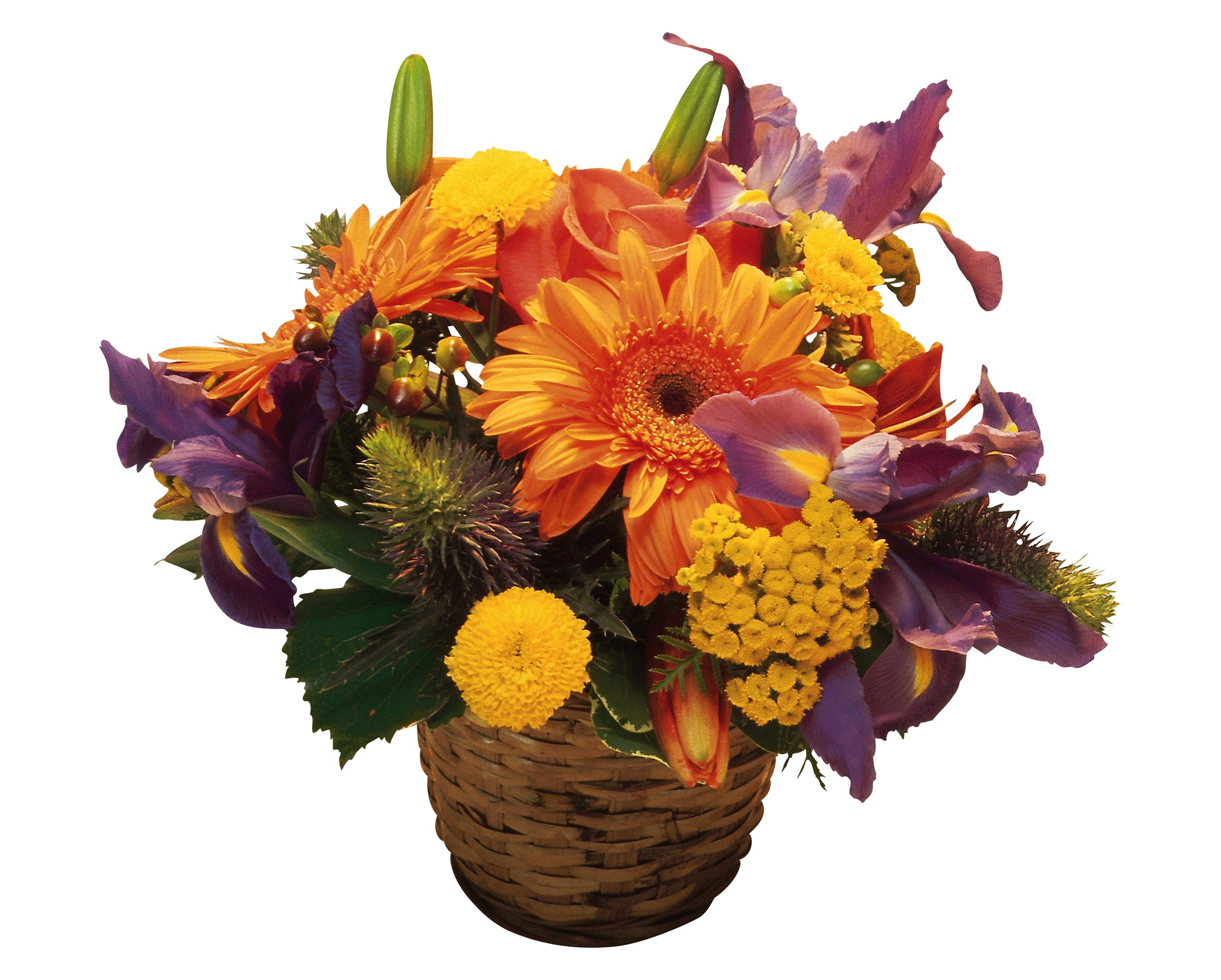 Orange Gerberas and Purple Irises in Wicker Basket HD Wallpaper