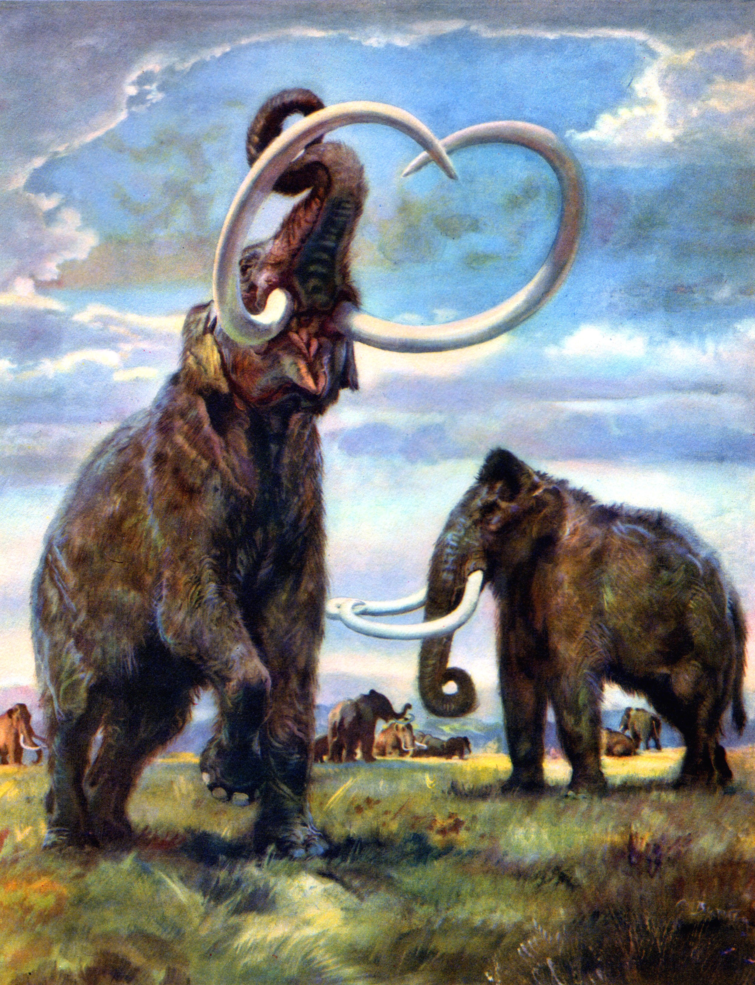 Two mammoths fighting with tusks in a field HD Phone Wallpaper