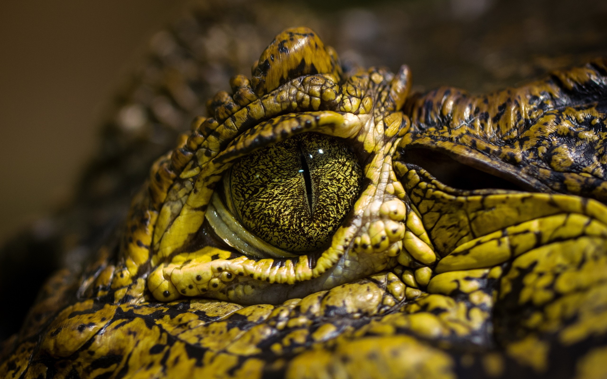 Close-up of a Crocodile's Eye HD Wallpaper