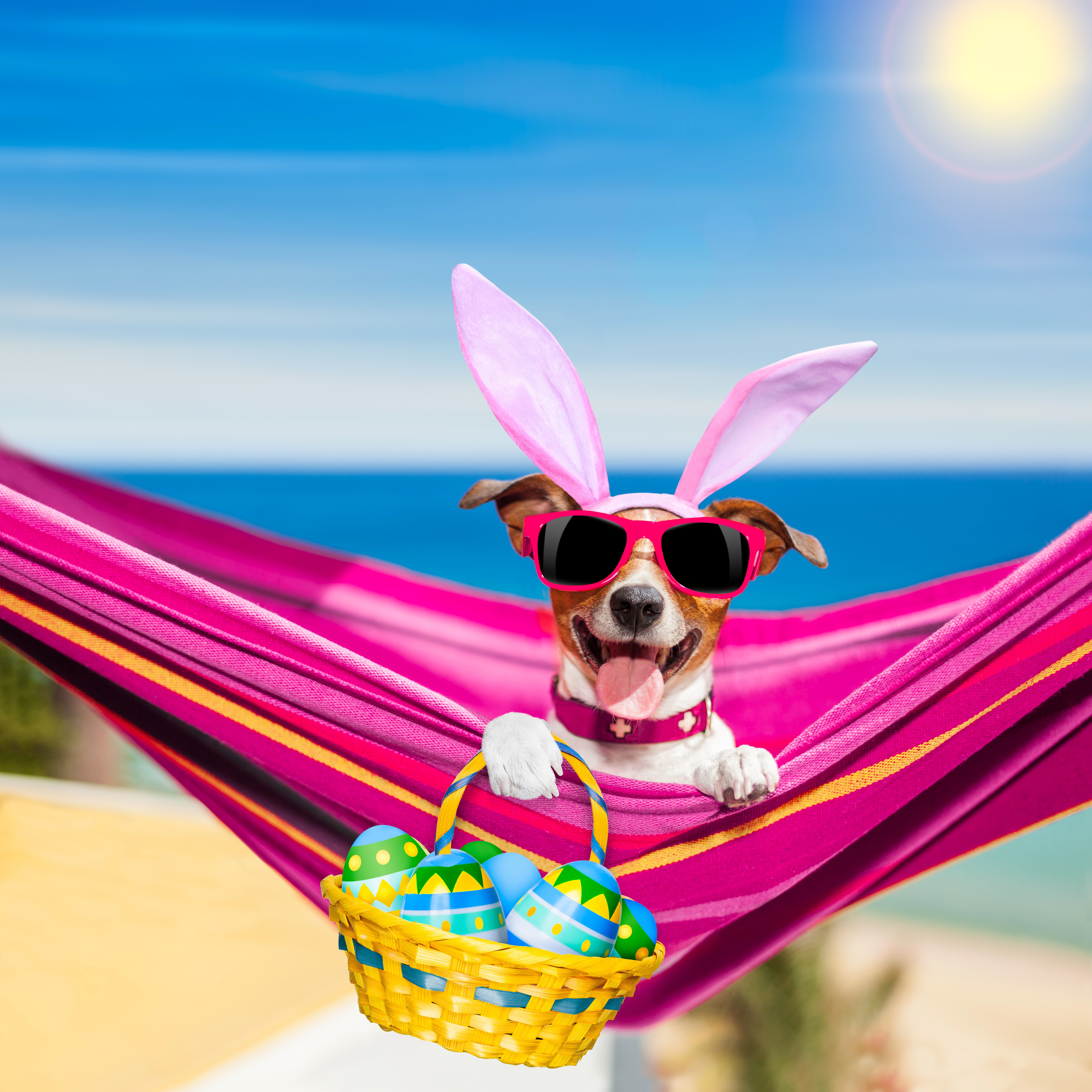 Jack Russell terrier with bunny ears and sunglasses in a hammock with Easter eggs HD Wallpaper