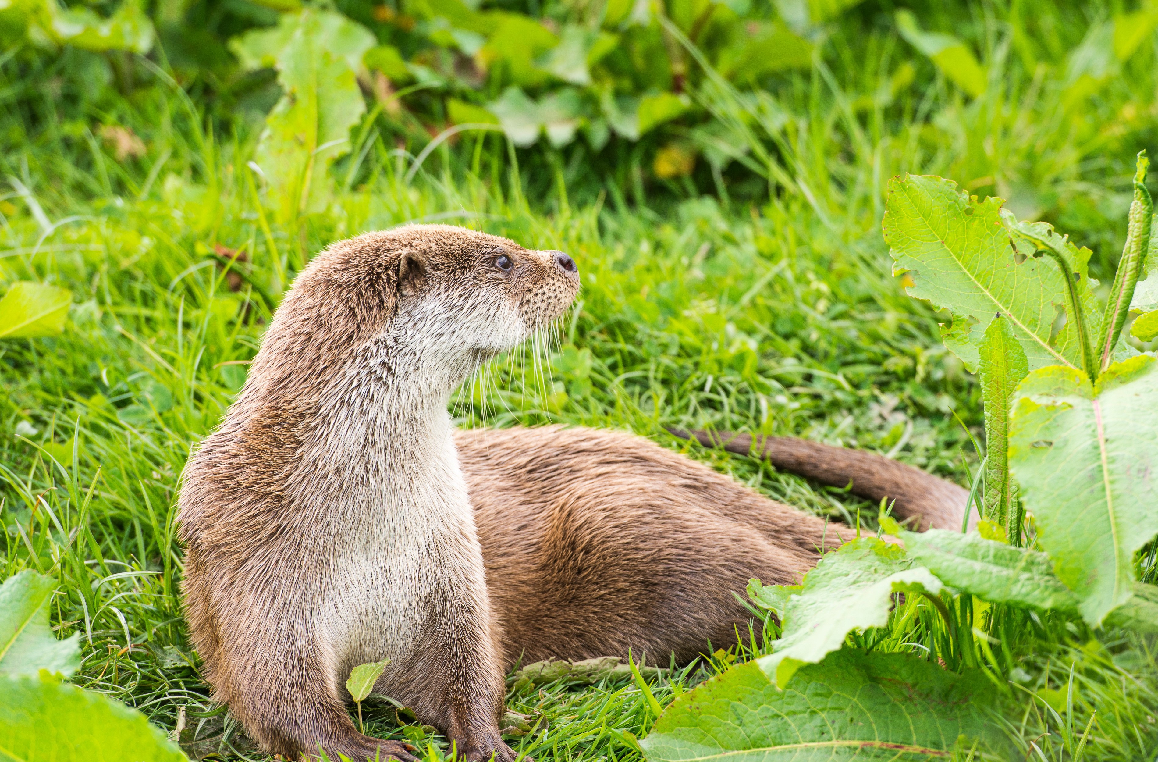 Eurasian otter resting in green grass HD Wallpaper