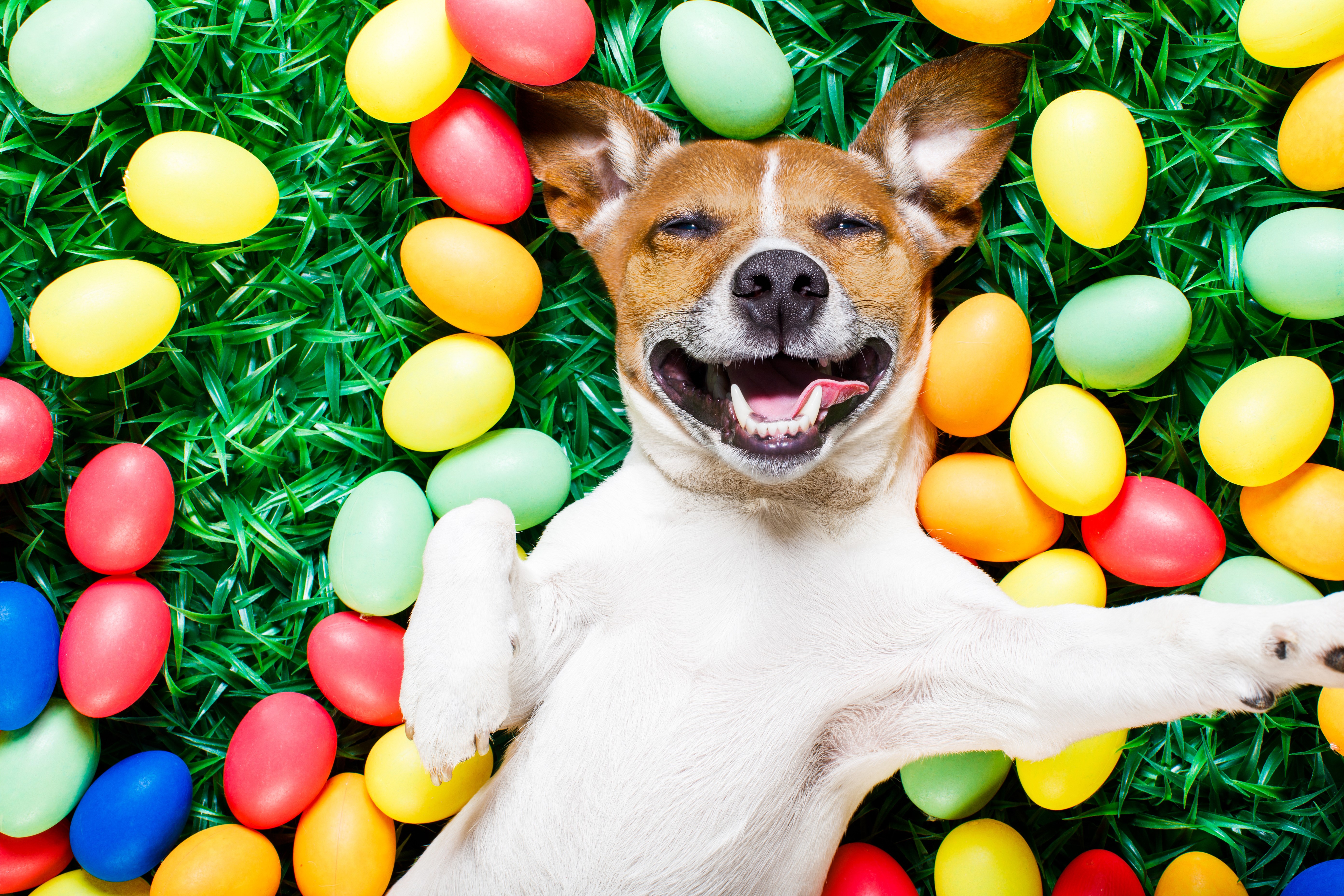 Jack Russell Terrier Dog with Easter Eggs HD Wallpaper