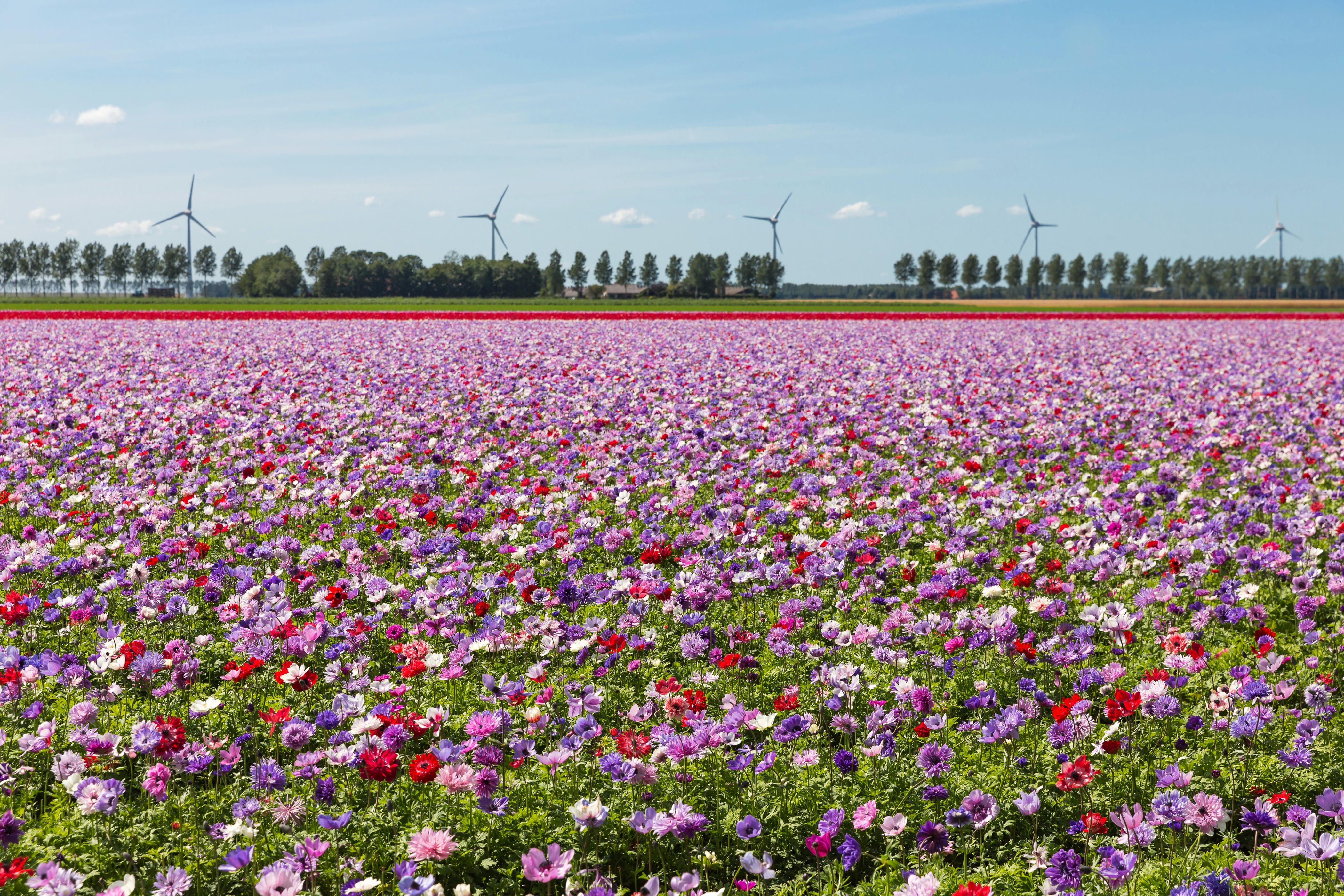 Field of Anemone Flowers with Wind Turbines HD Wallpaper