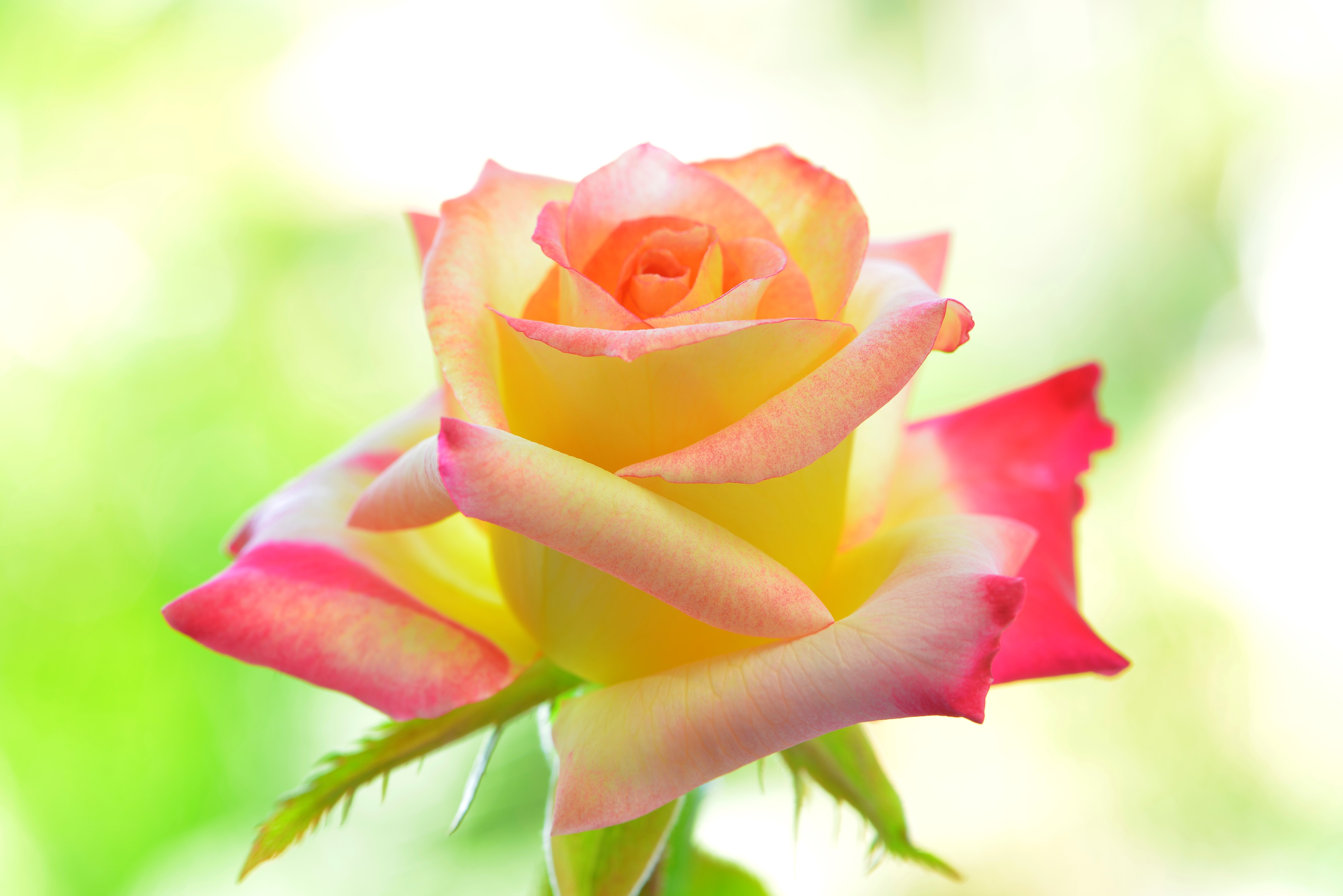 Yellow and pink rose closeup HD Wallpaper