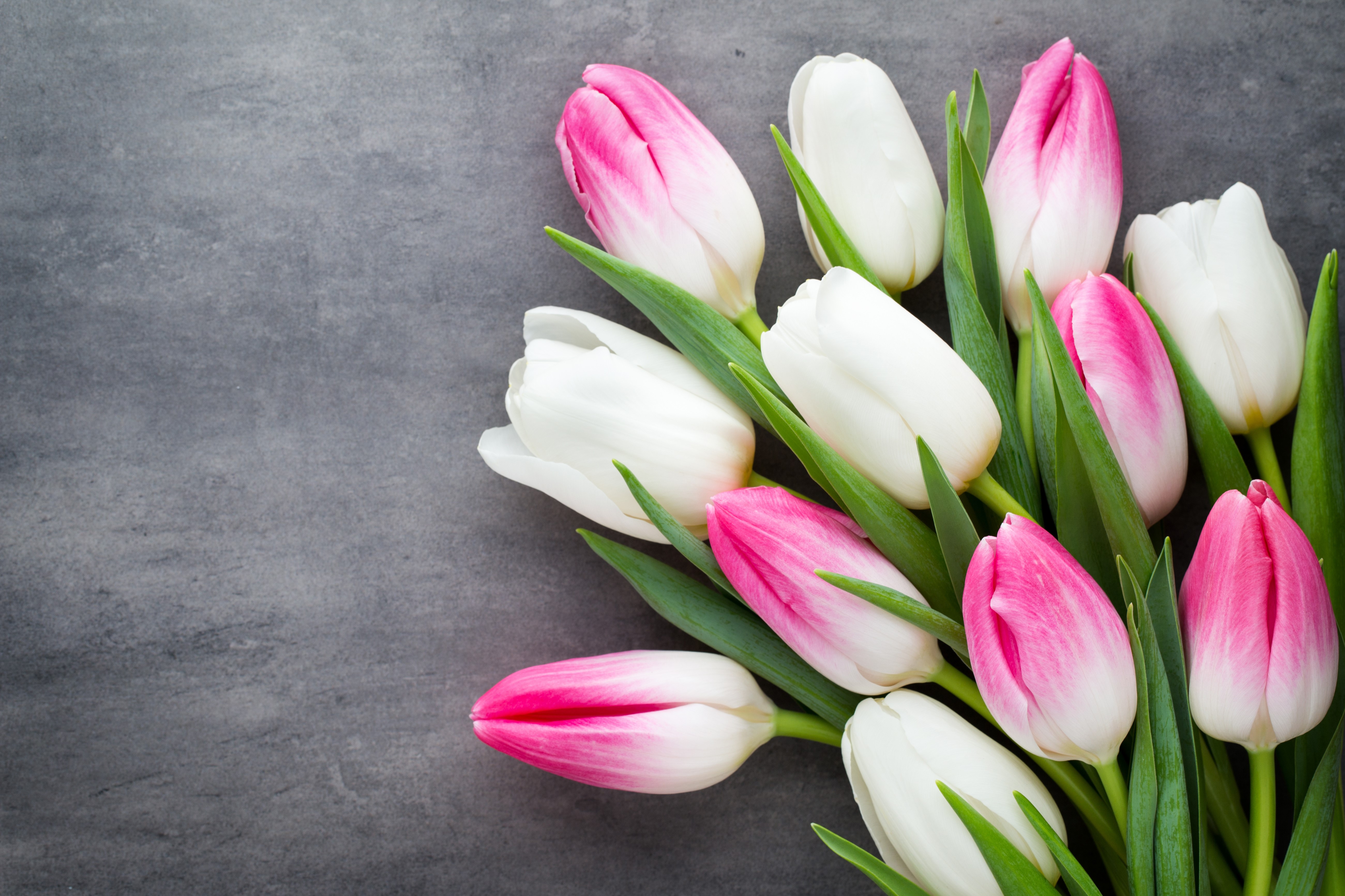 Pink and white tulips on a gray background HD Wallpaper