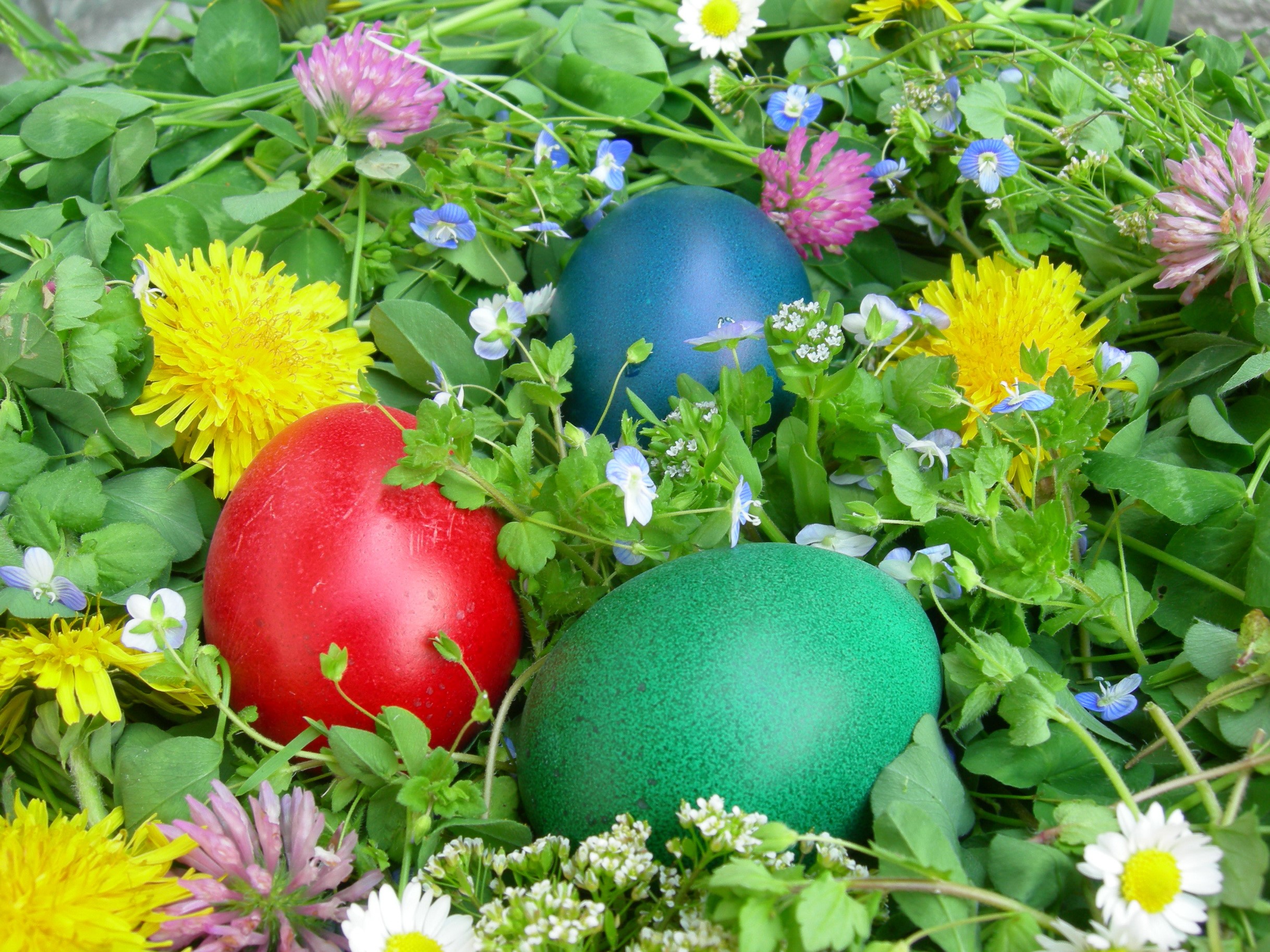 Easter eggs nestled in grass and flowers HD Wallpaper