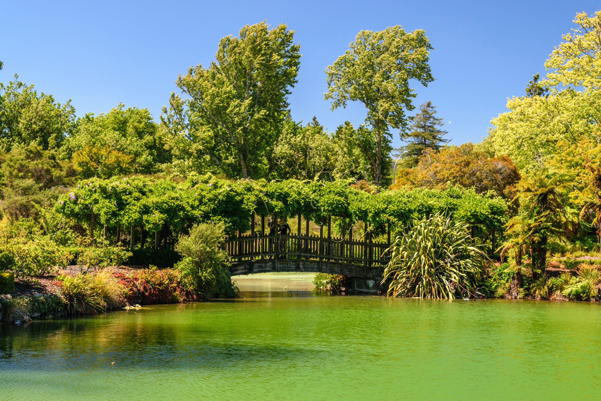 Wooden bridge covered in vines over a green pond in Kuirau Park, Rotorua, New Zealand HD Wallpaper