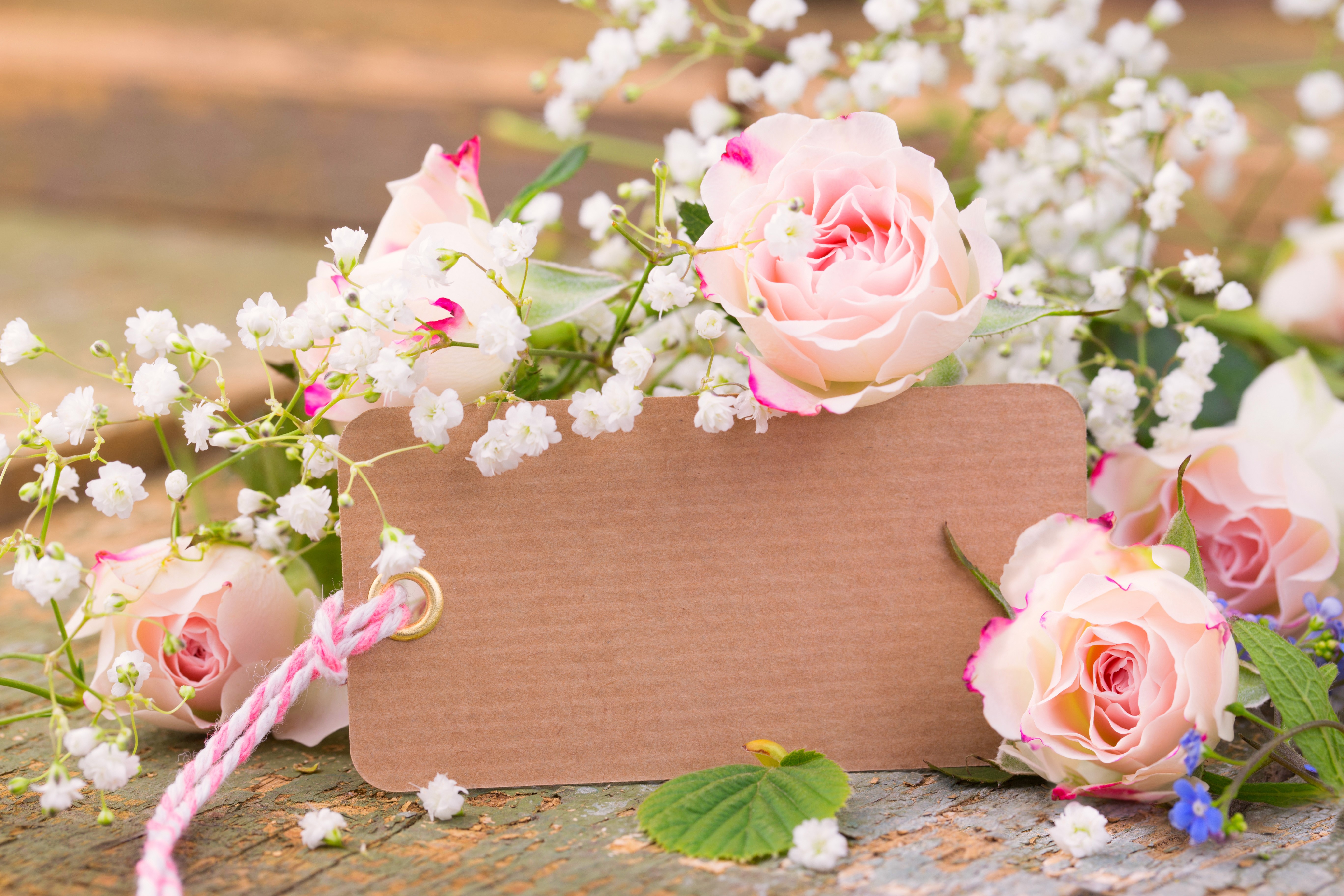 Pink roses and baby's breath with a blank card HD Wallpaper