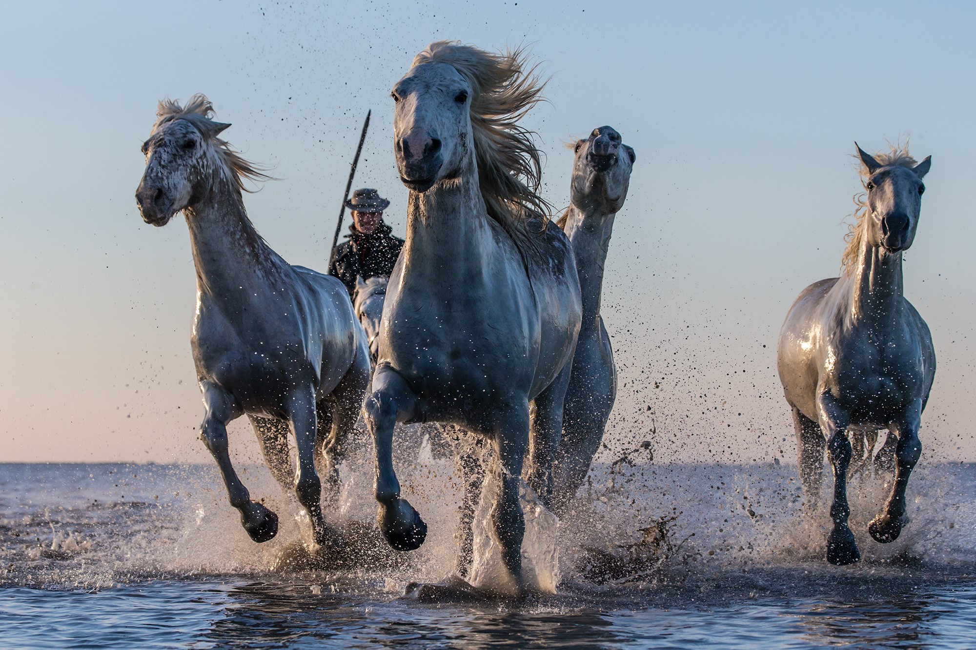 Camargue horses running through water with a rider HD Wallpaper