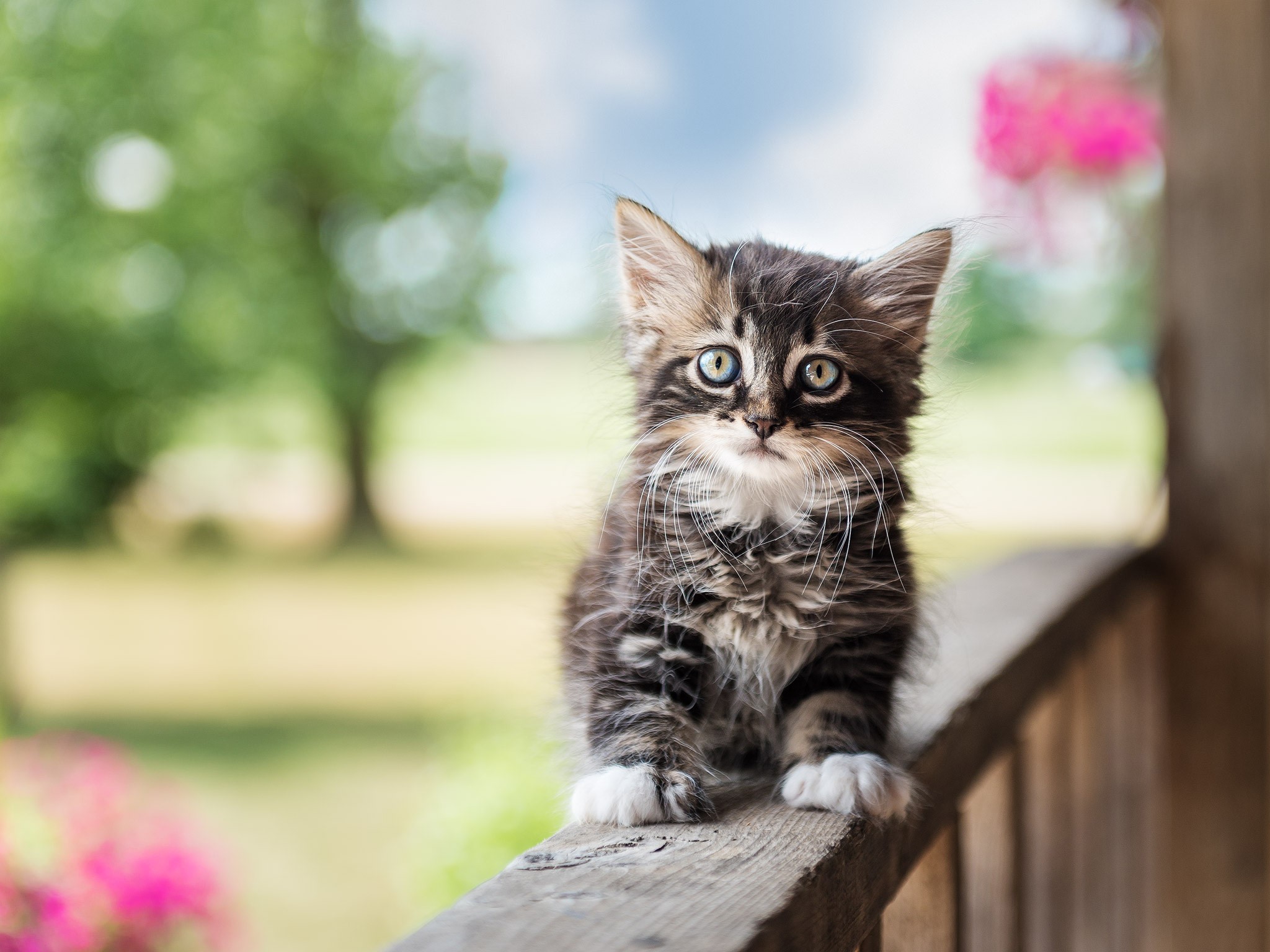 A fluffy kitten sitting on a wooden railing HD Wallpaper