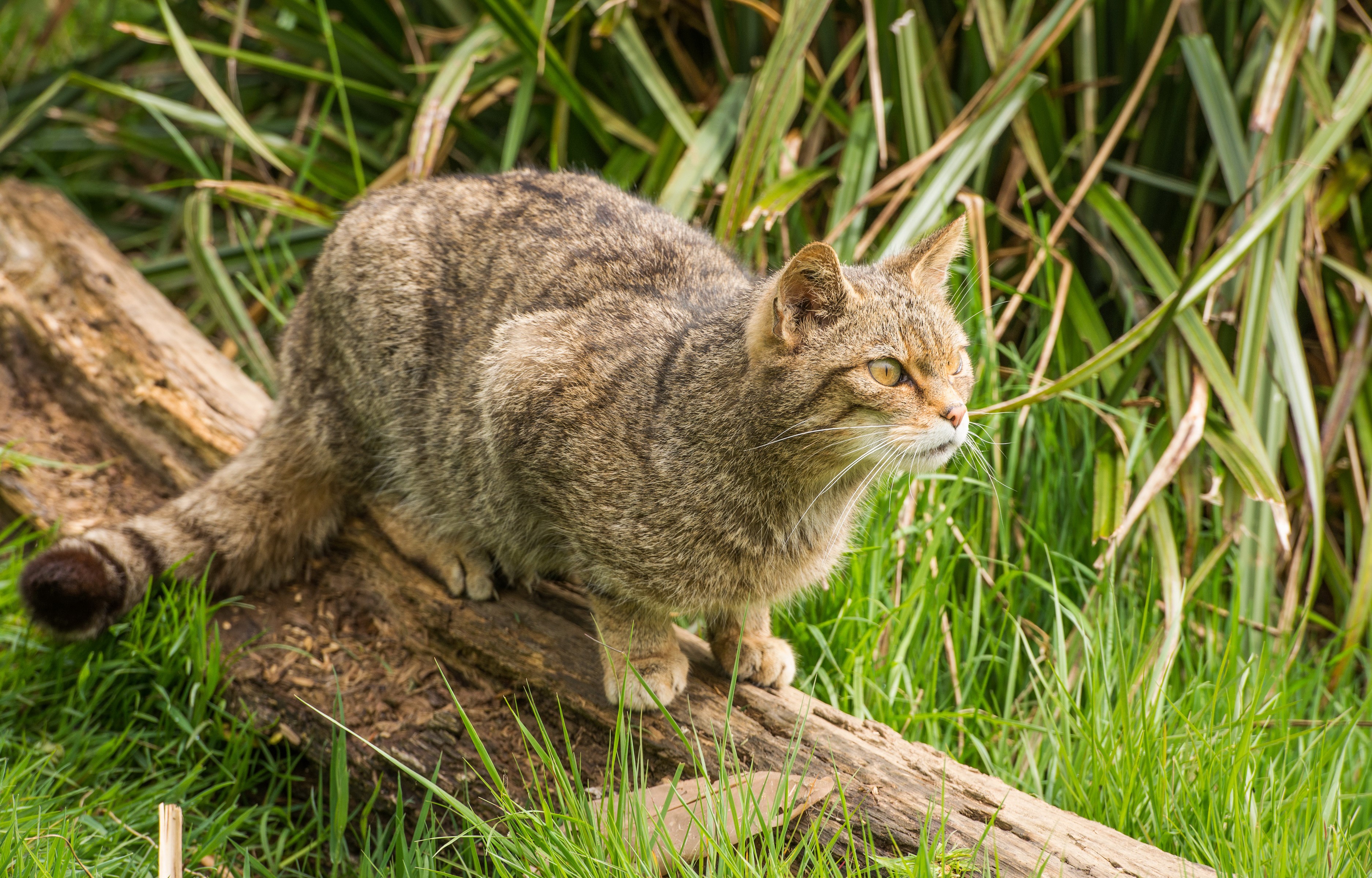 Wildcat on a log in tall grass HD Wallpaper