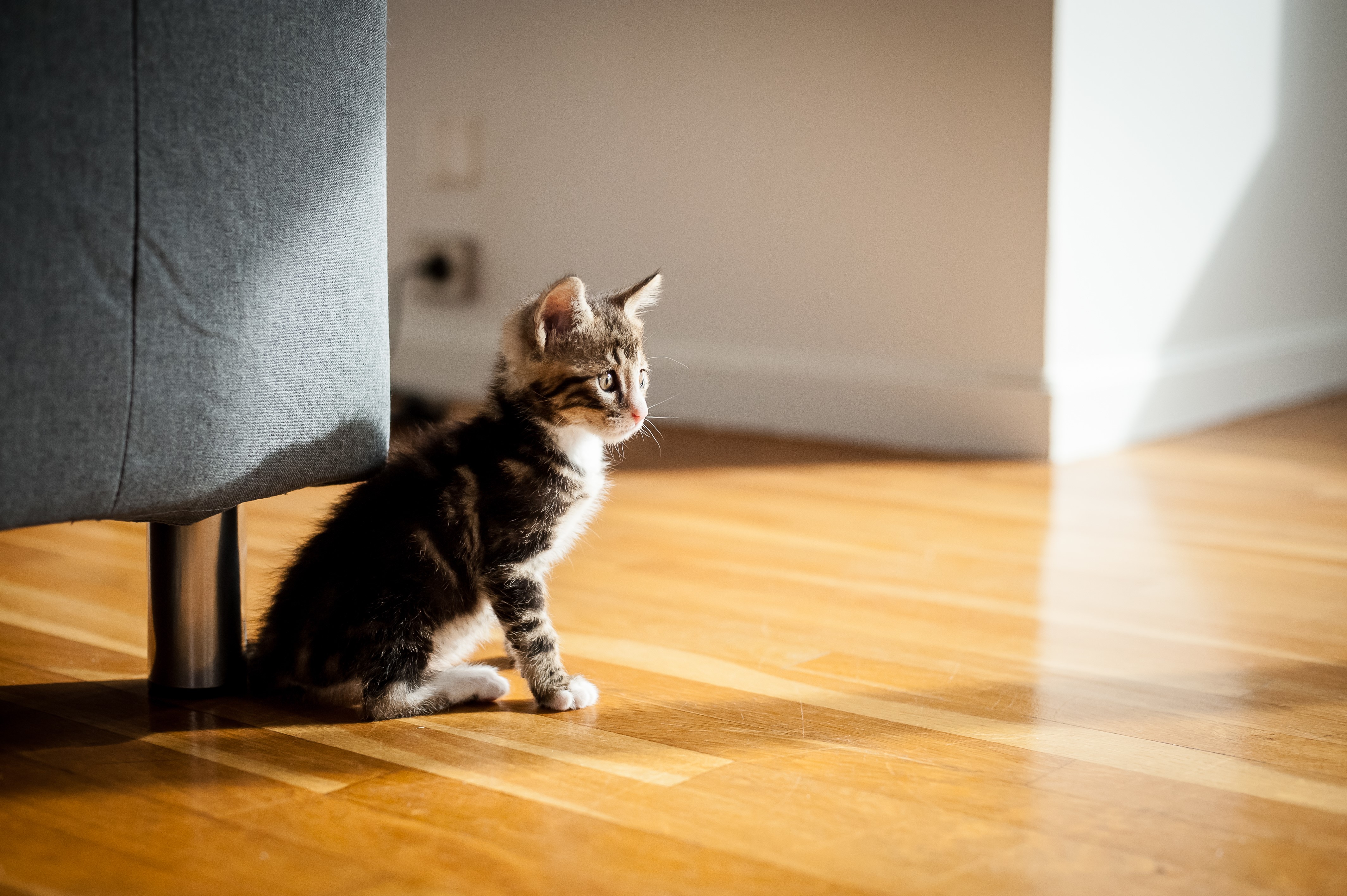 Kitten sitting on a wooden floor near a sofa HD Wallpaper