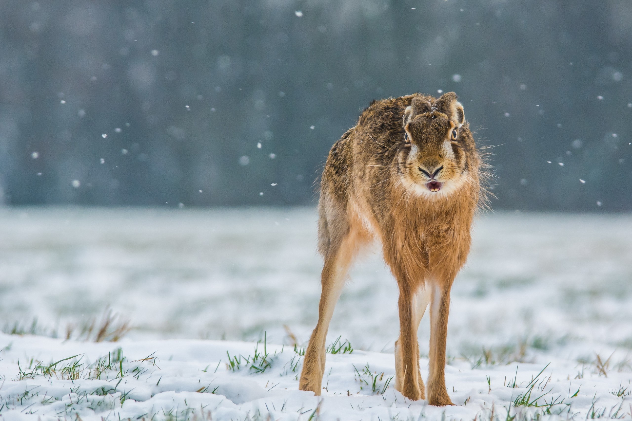 Hare in the snow HD Wallpaper