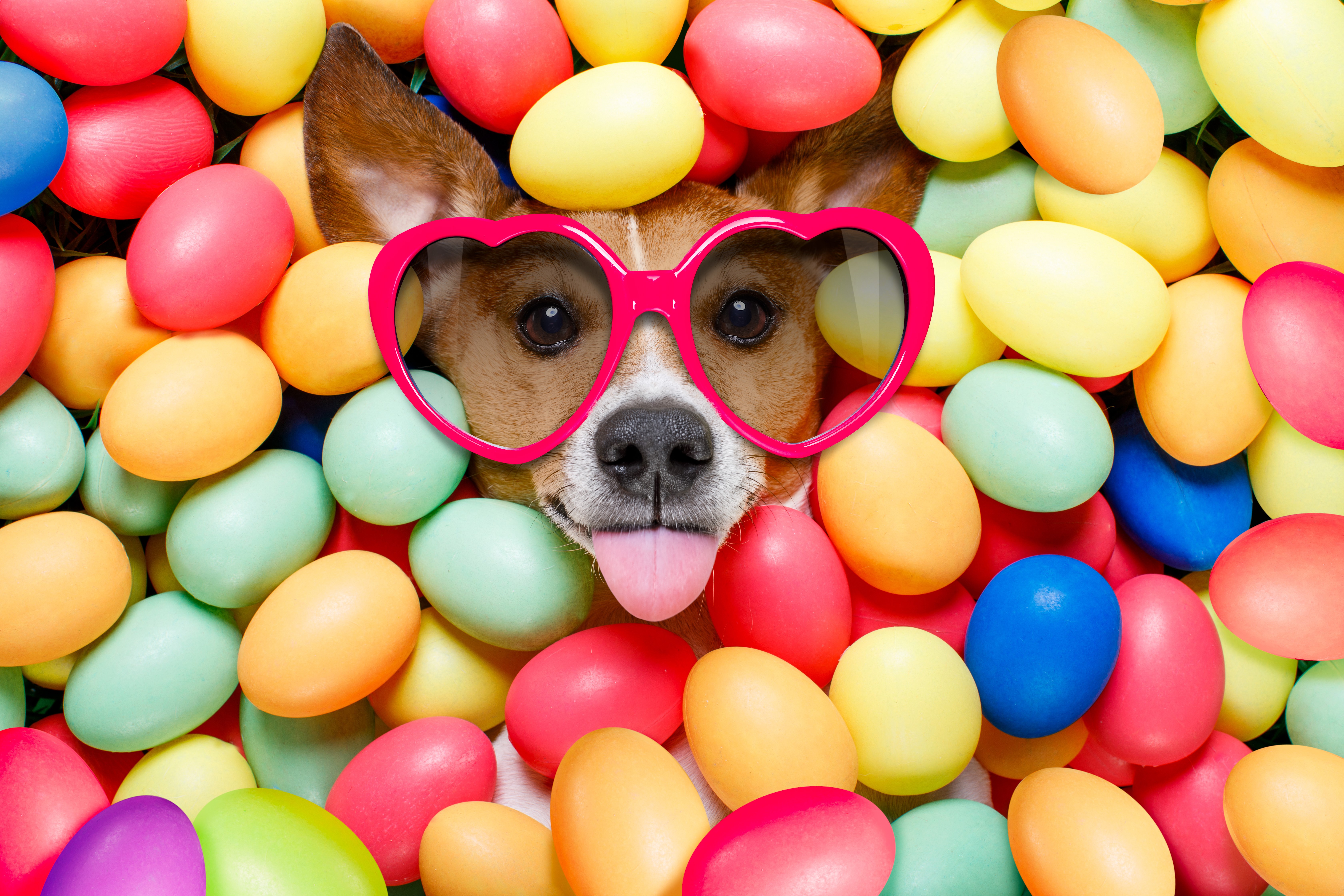 Dog wearing heart glasses in Easter eggs HD Wallpaper