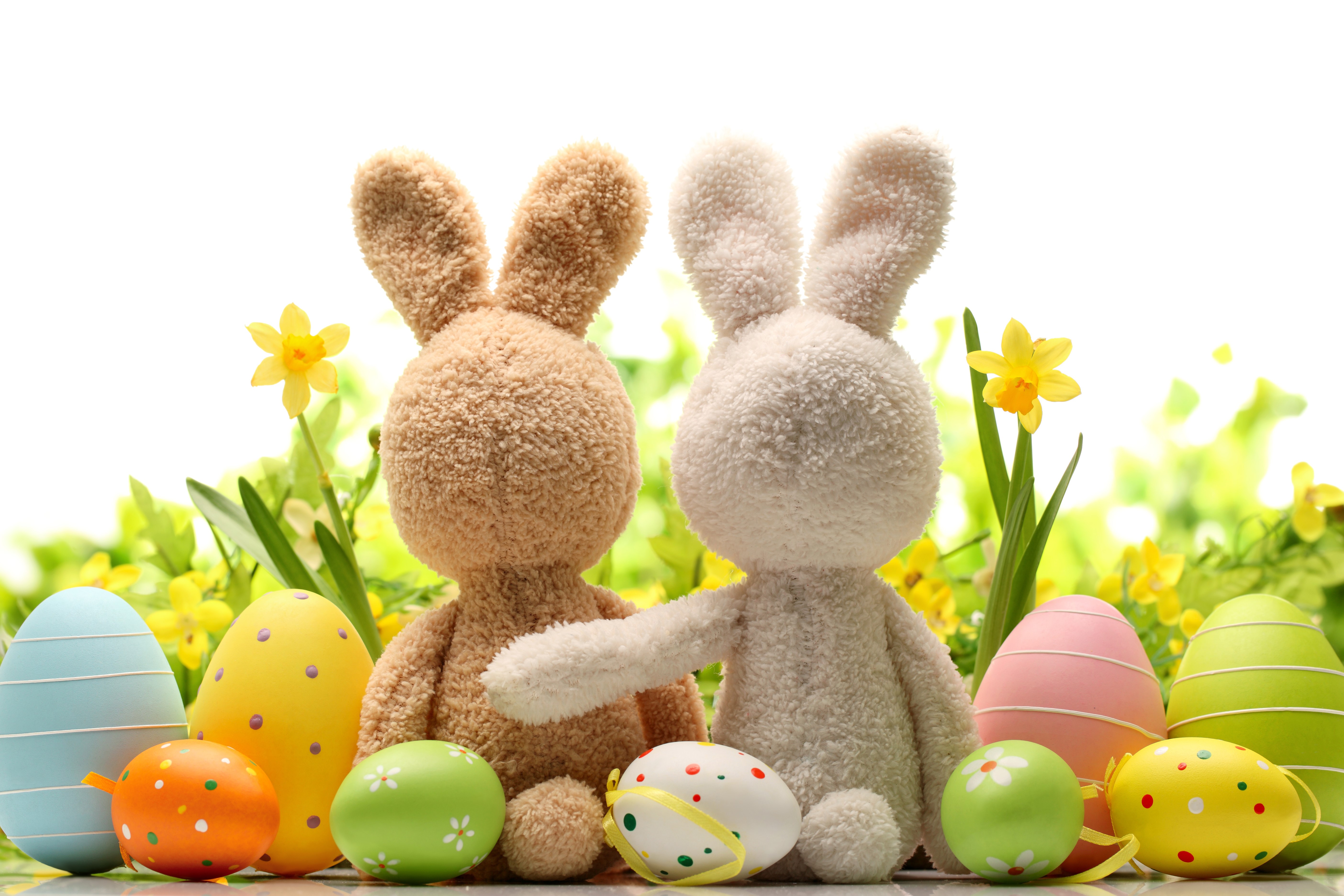Easter bunnies and decorated eggs with daffodils HD Wallpaper