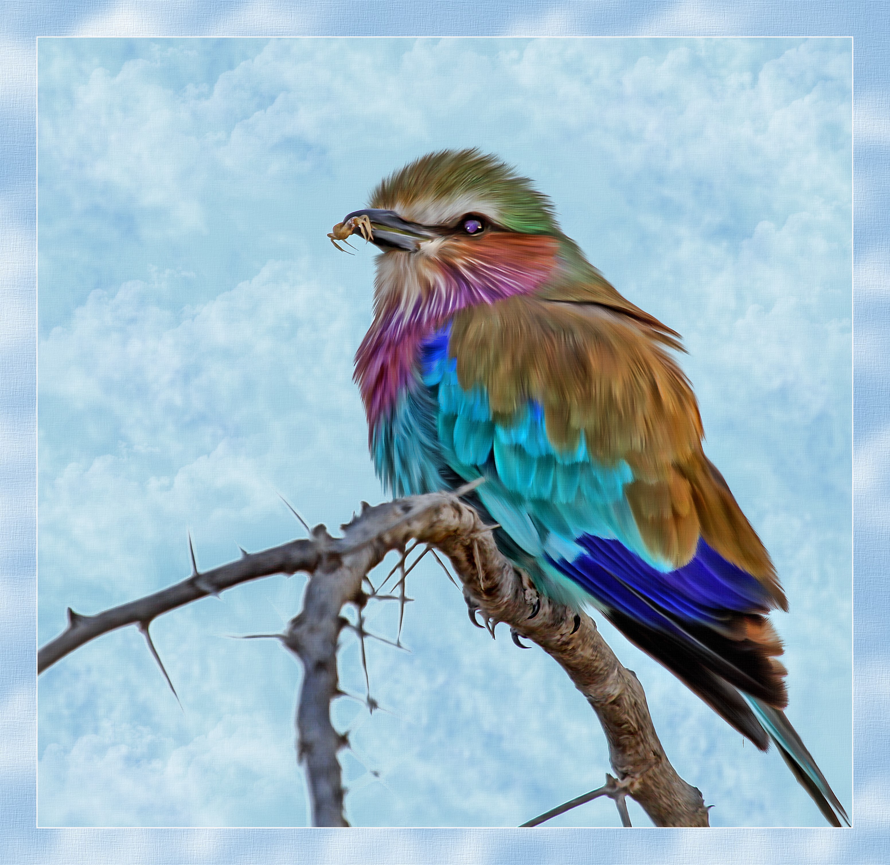 Lilac-breasted roller bird with insect on branch HD Wallpaper