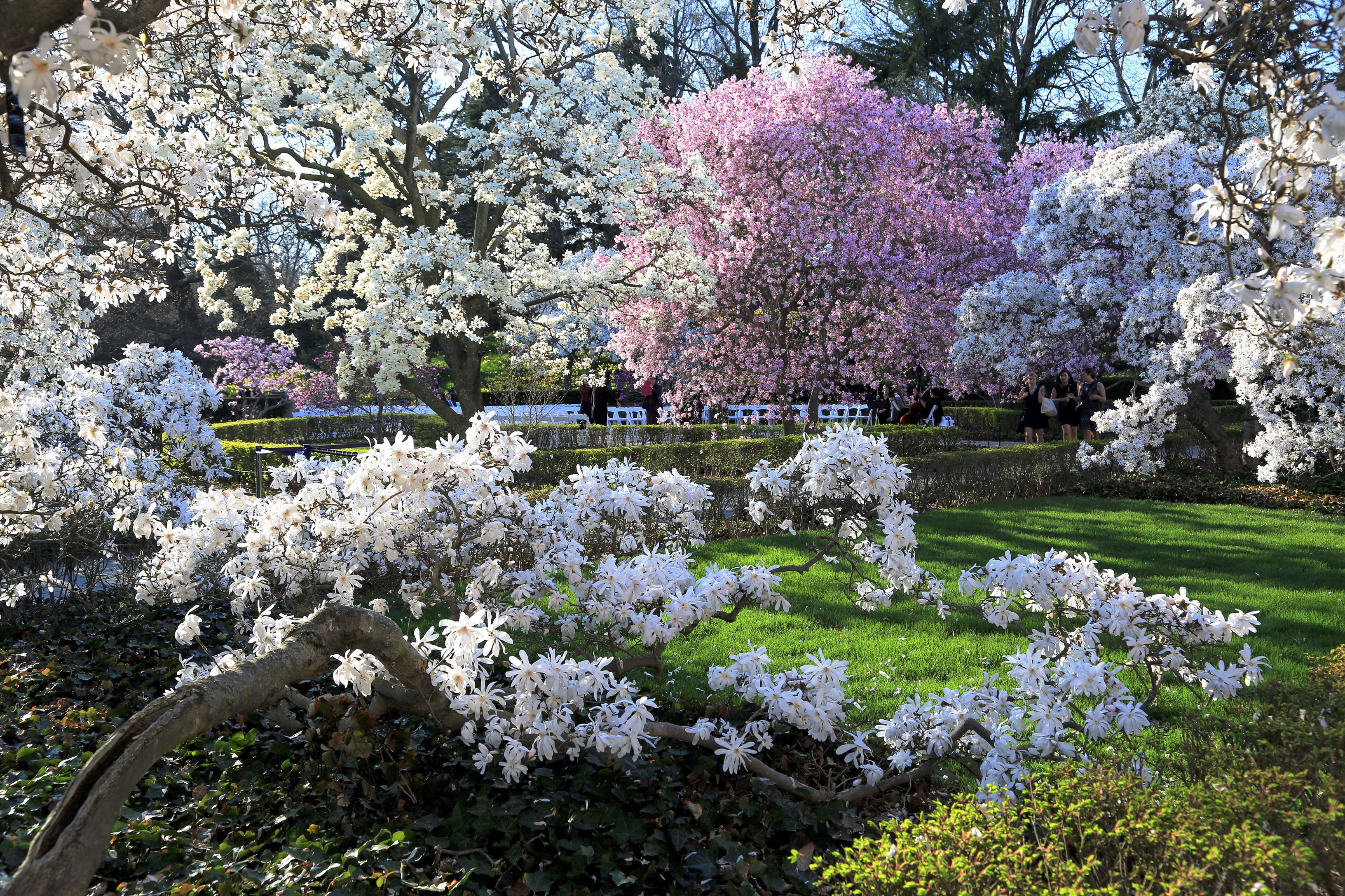 Brooklyn Botanic Garden in Spring with Flowering Trees HD Wallpaper