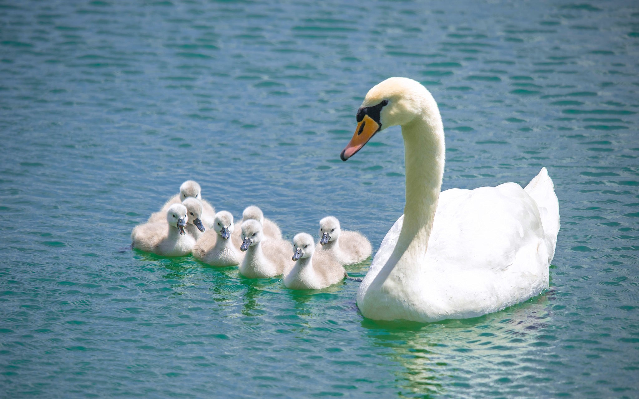 Mother swan with cygnets swimming in blue water HD Wallpaper