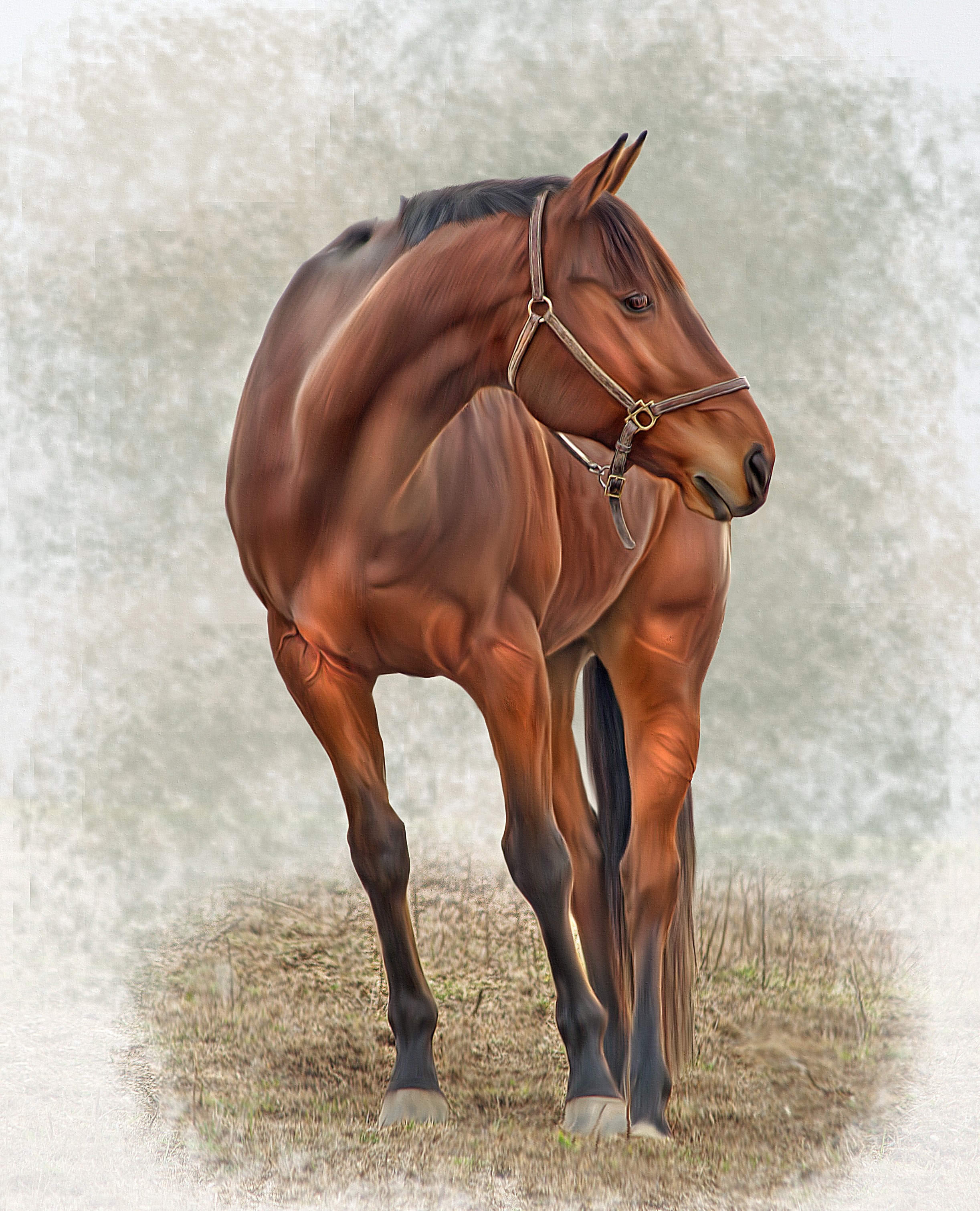 Brown horse with halter in a field HD Phone Wallpaper